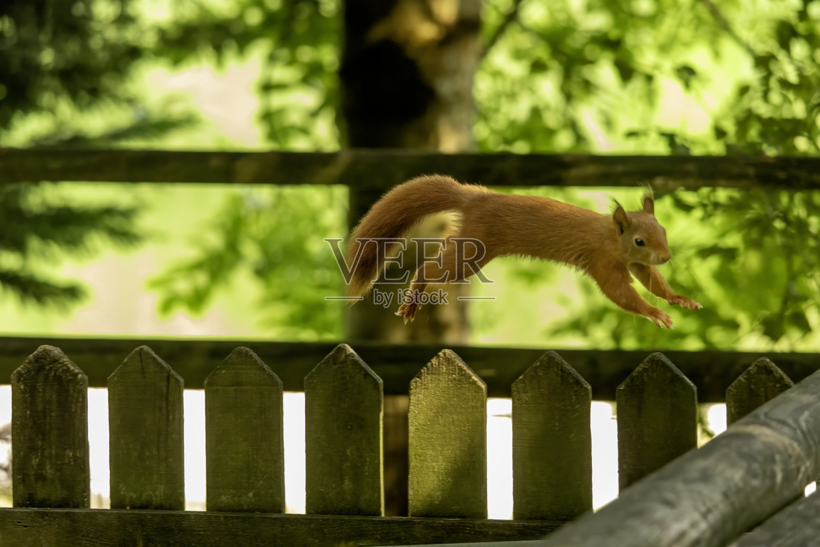 红松鼠照片摄影图片
