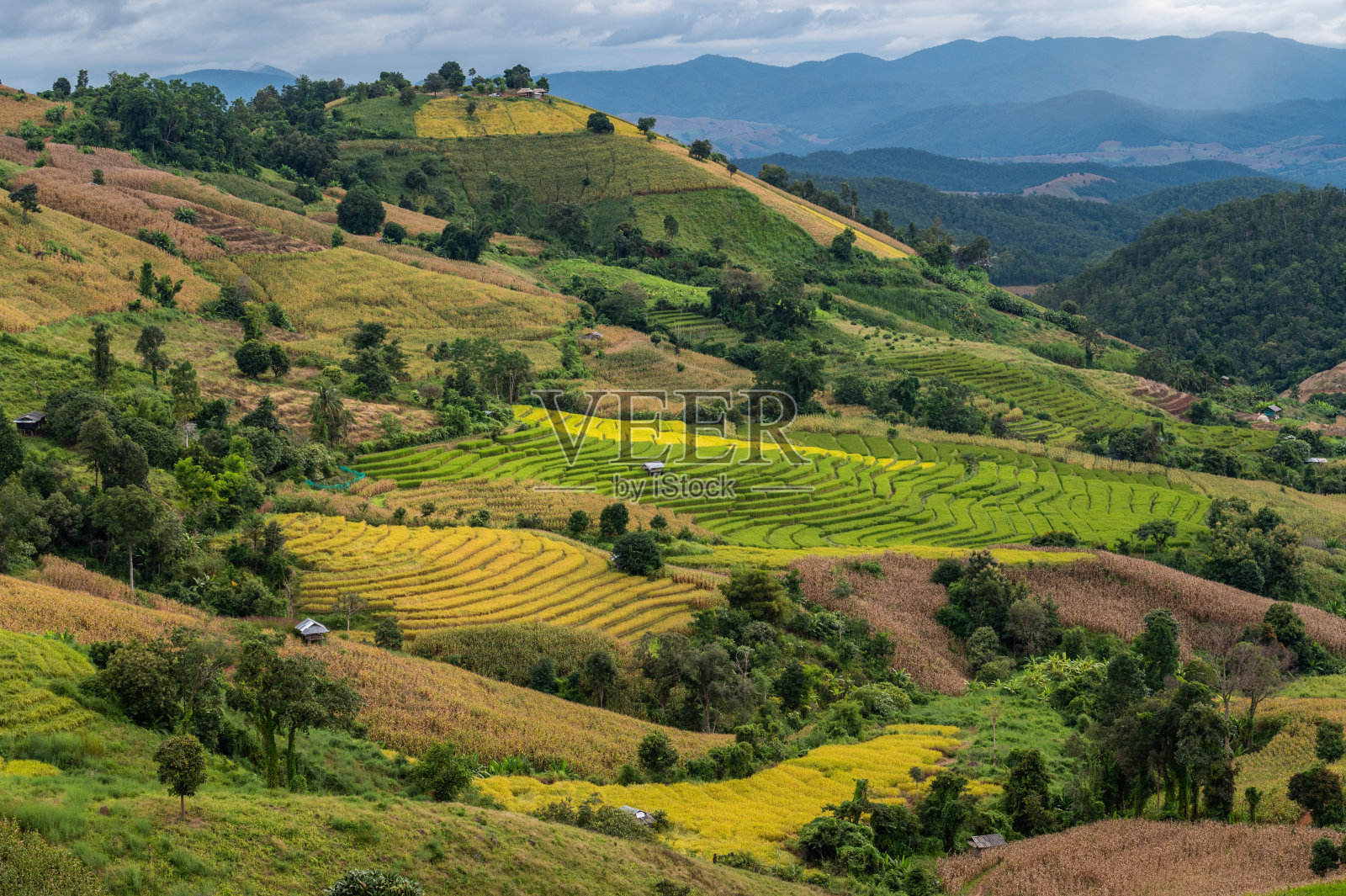 泰国清迈省Ban Pa Pong Piang水稻梯田景观。照片摄影图片