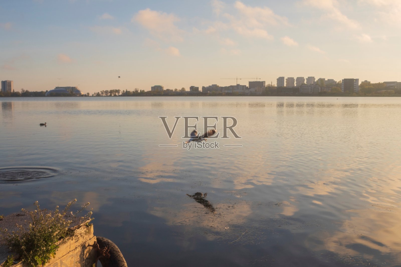 鸟，鸟，动物，羽毛，喙，野生动物，Еurope，罗马尼亚照片摄影图片