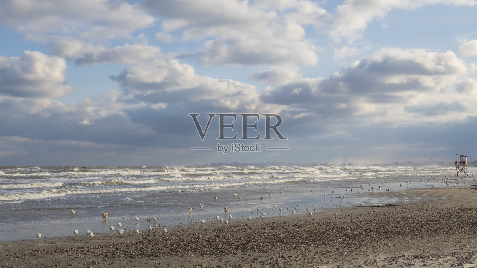 鸟，鸟，动物，羽毛，喙，野生动物，Еurope，罗马尼亚照片摄影图片