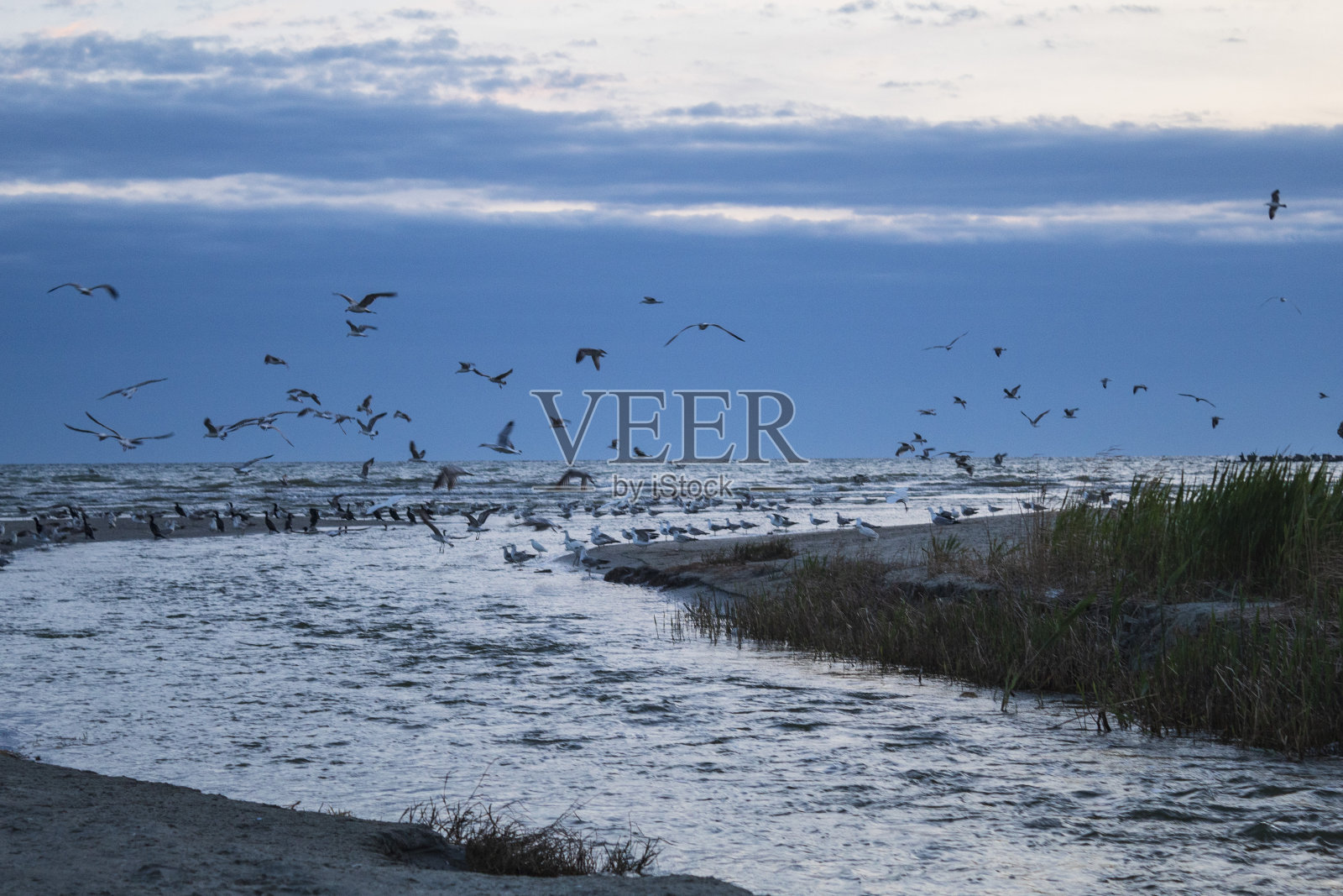 鸟，鸟，动物，羽毛，喙，野生动物，Еurope，罗马尼亚照片摄影图片