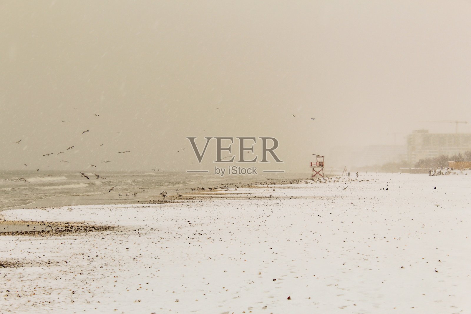 鸟，鸟，动物，羽毛，喙，野生动物，Еurope，罗马尼亚照片摄影图片