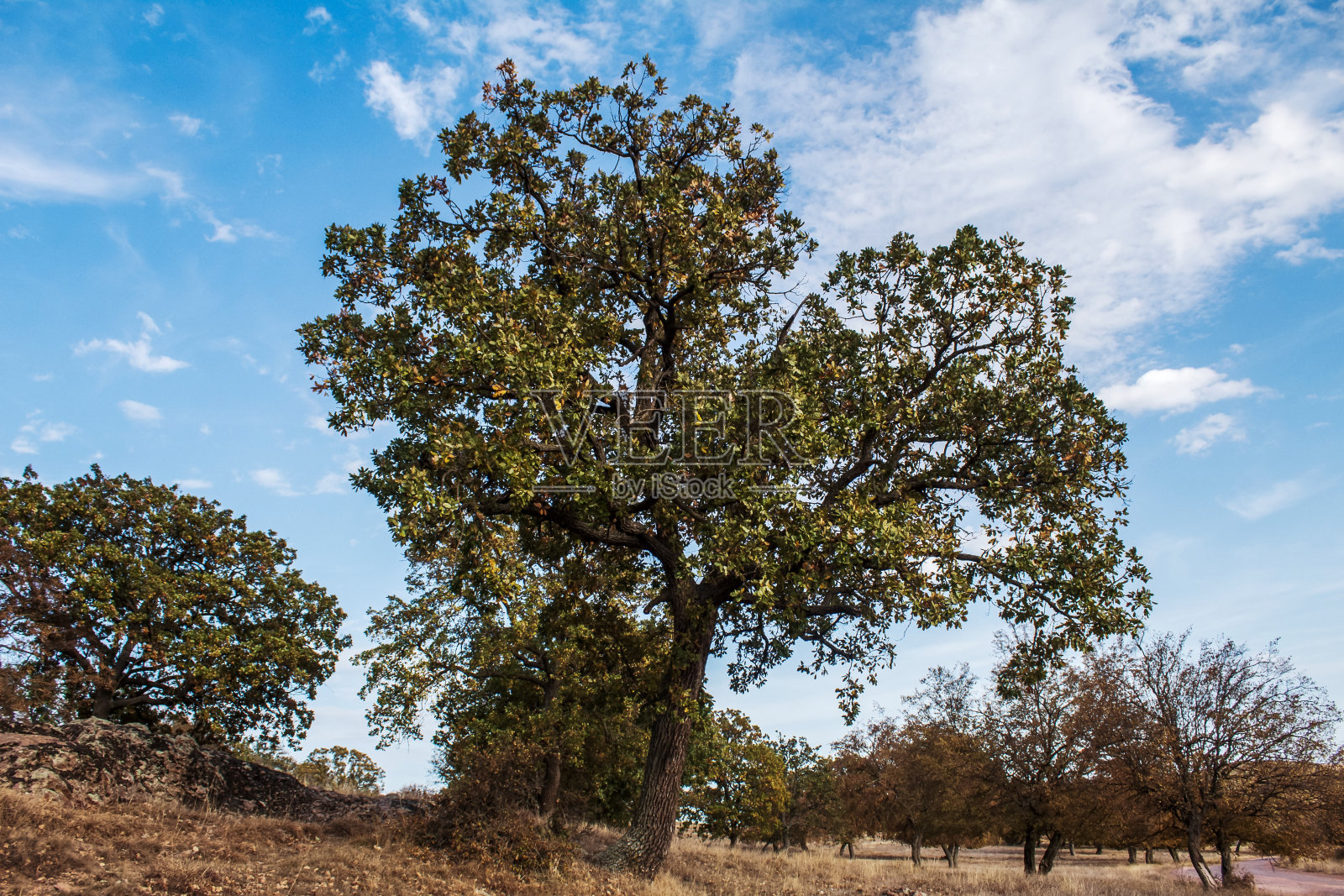 景观-森林-欧洲，罗马尼亚照片摄影图片