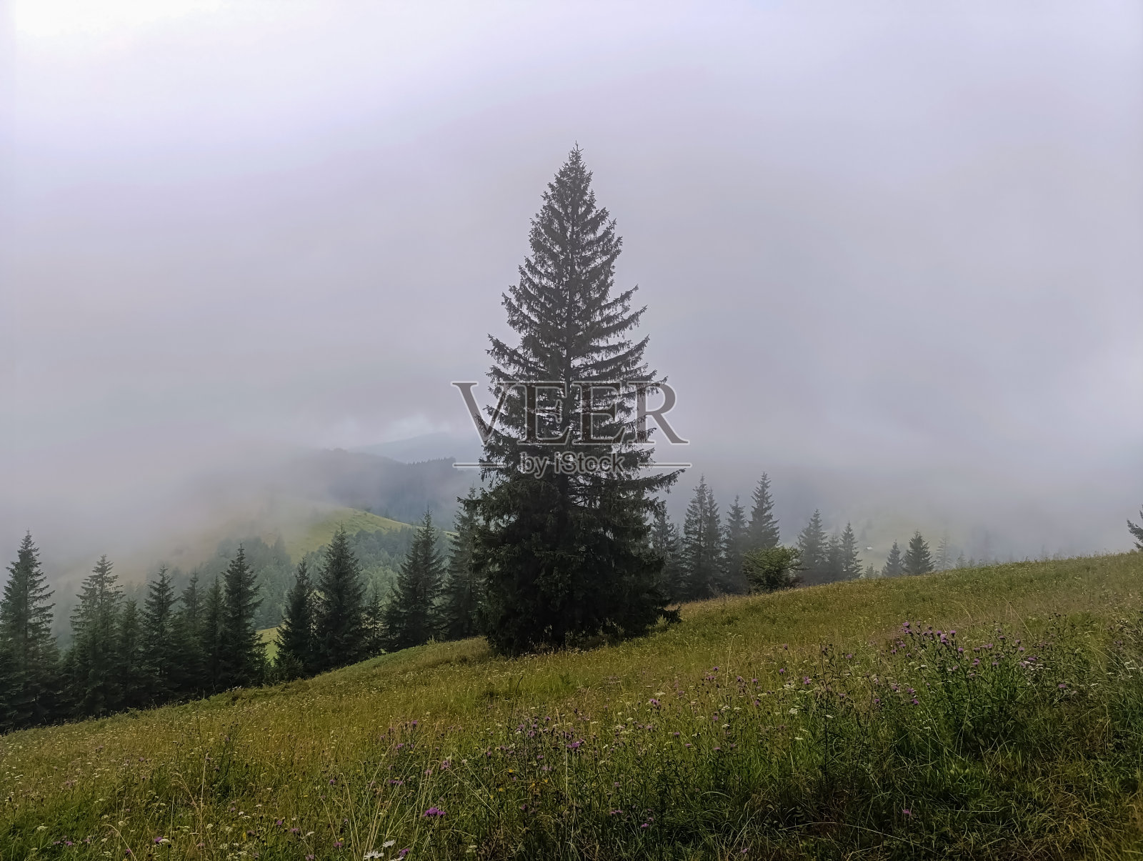 景观-森林-欧洲，罗马尼亚照片摄影图片