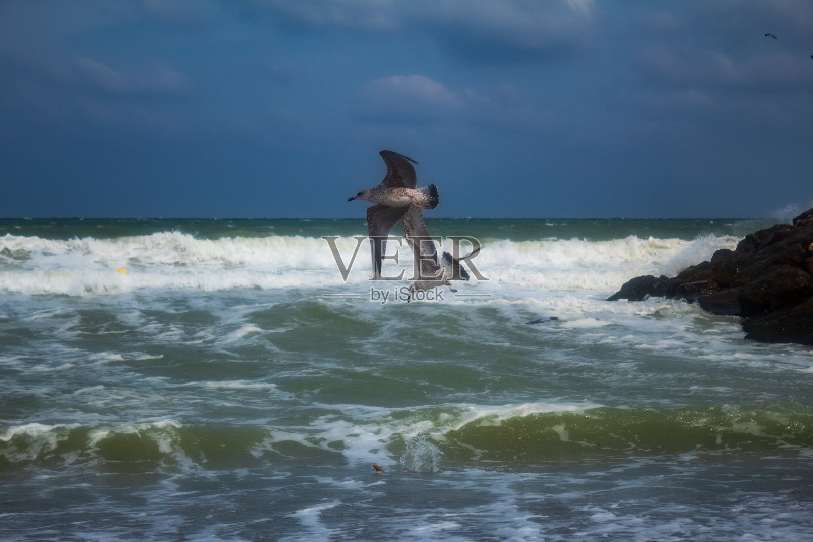 鸟，鸟，动物，羽毛，喙，野生动物，Еurope，罗马尼亚照片摄影图片