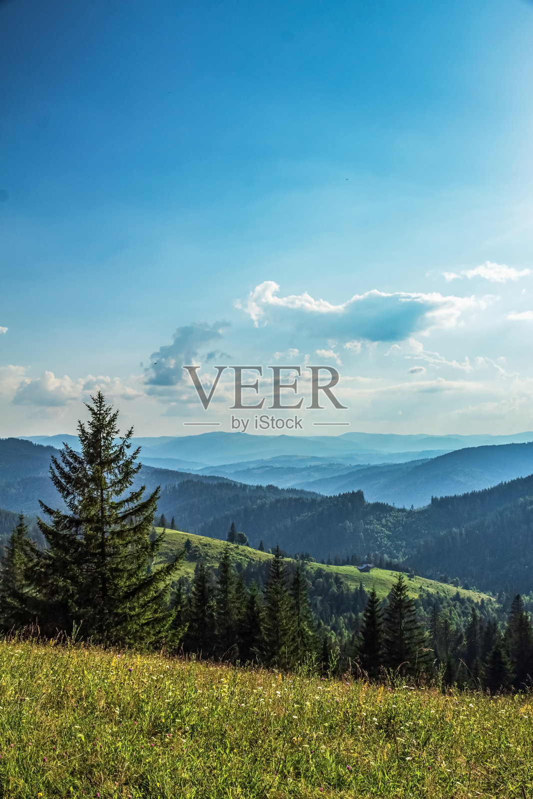 景观-森林-欧洲，罗马尼亚照片摄影图片