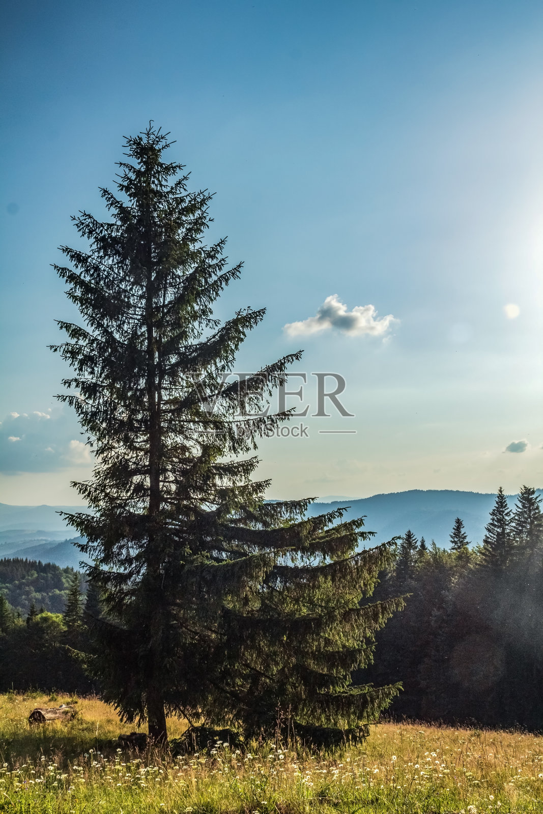 景观-森林-欧洲，罗马尼亚照片摄影图片