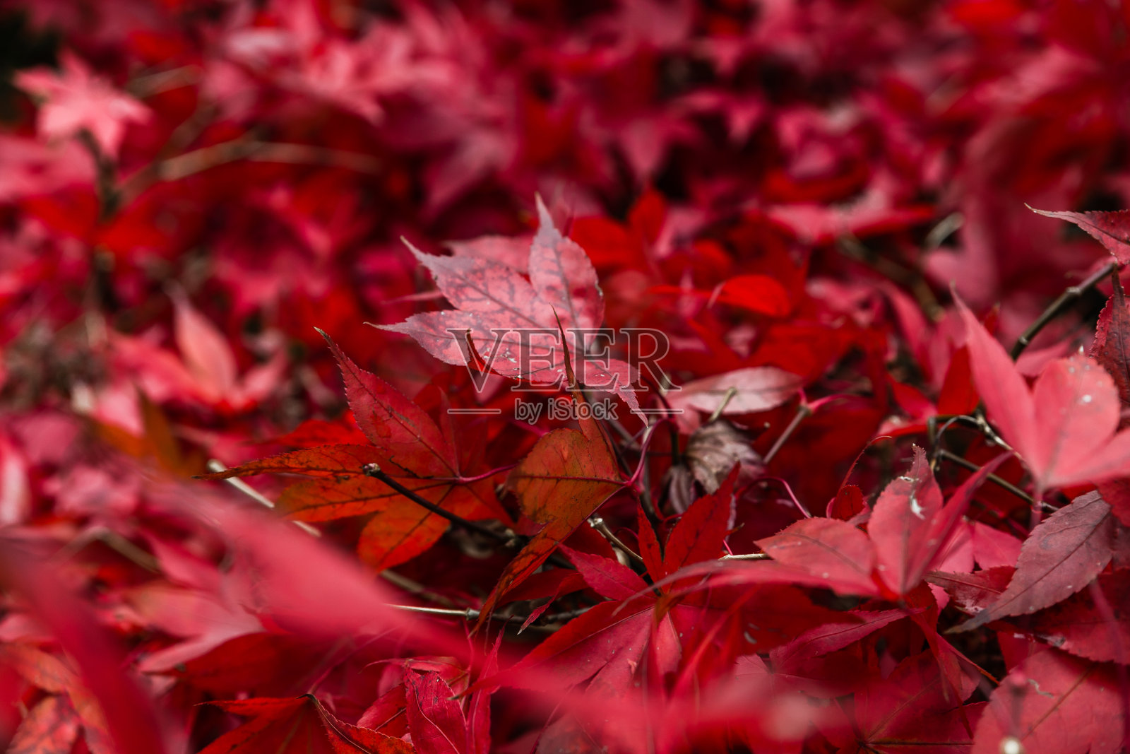 红枫特写照片摄影图片