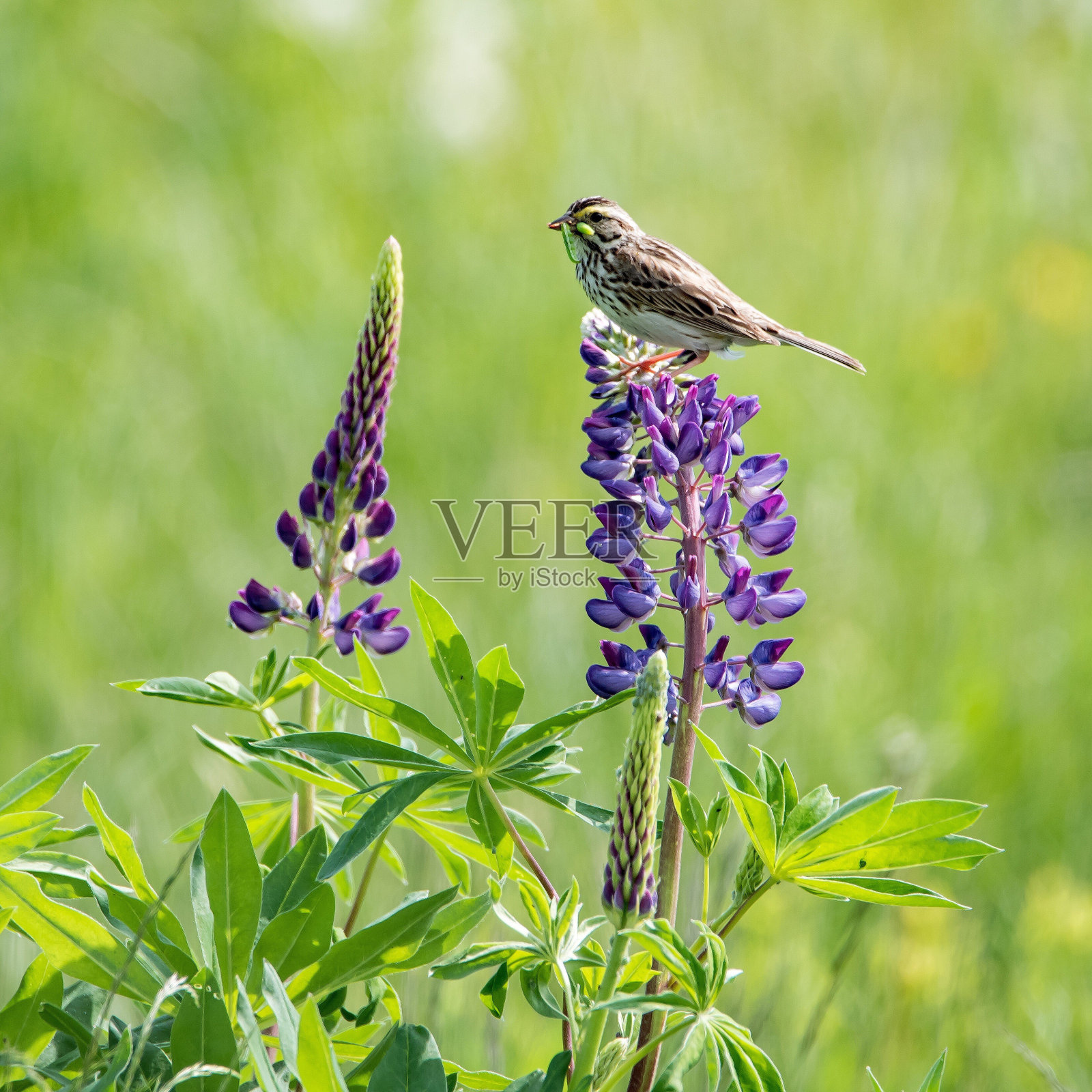 鸟栖息在花上的特写照片摄影图片