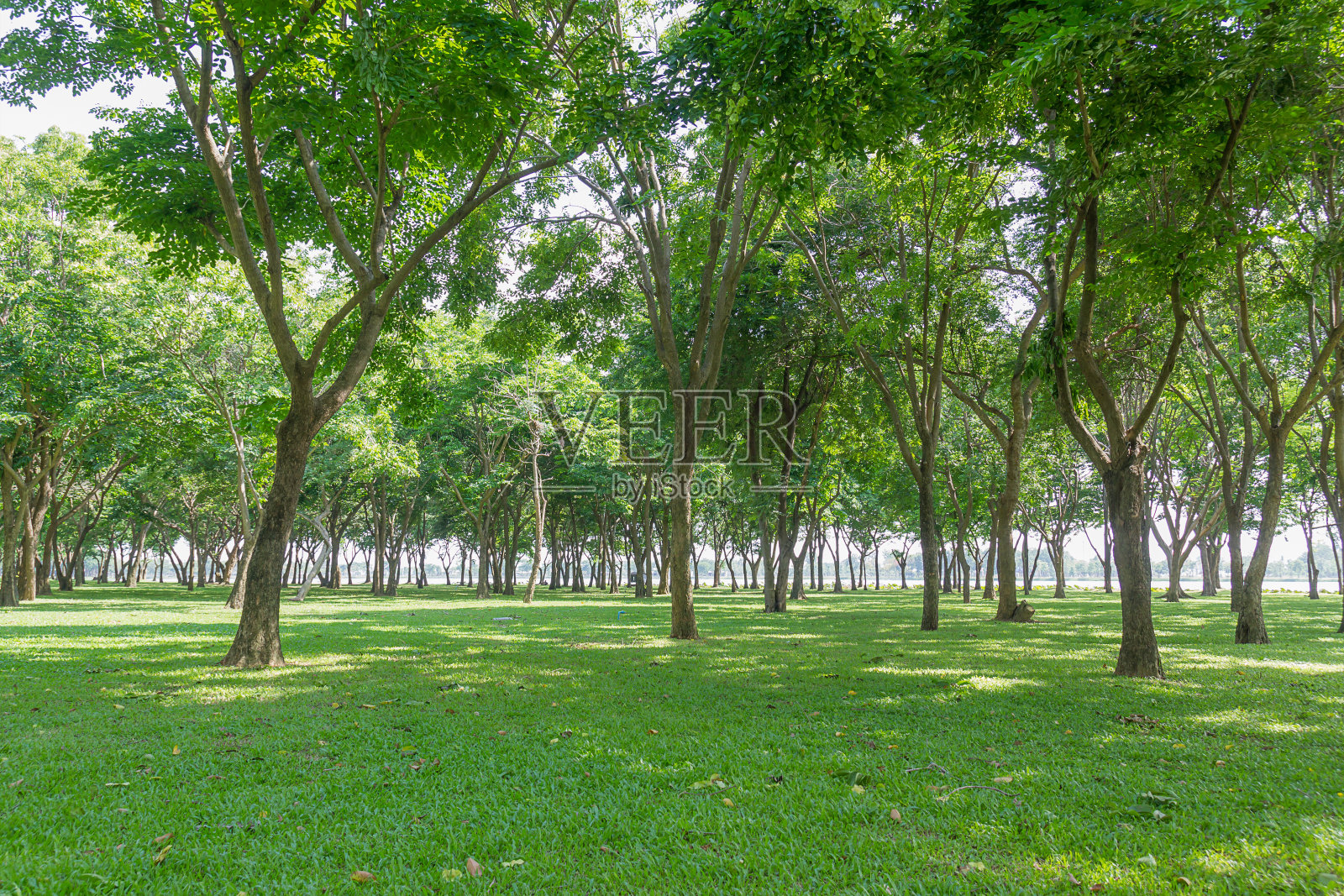 公园里的树照片摄影图片