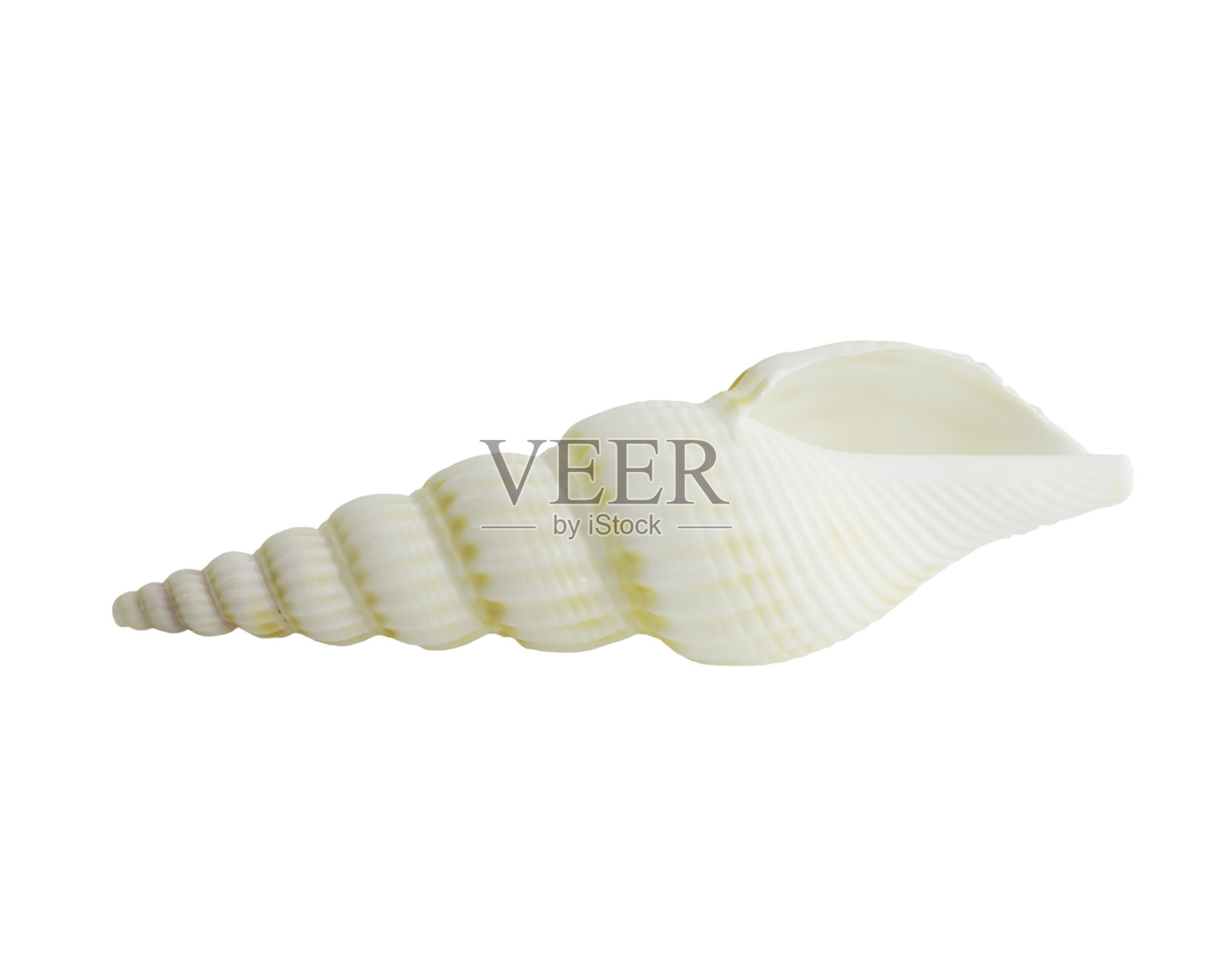 白色背景上的贝壳特写照片摄影图片