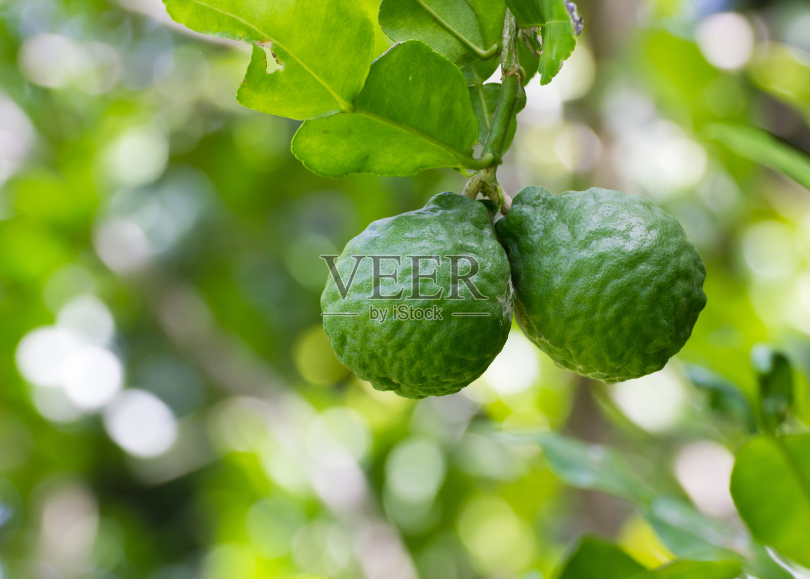 长在树上的水果特写照片摄影图片