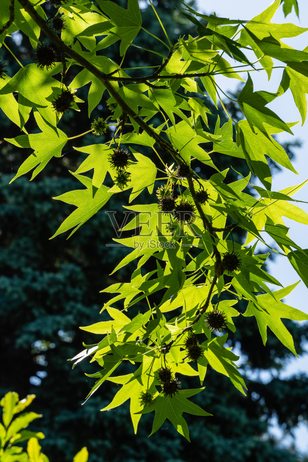 美洲甜桉树的一个分支，有新鲜的绿叶。多刺的黑色球与种子在花园的绿色植物模糊的背景。春天花园里的琥珀树枝。照片摄影图片