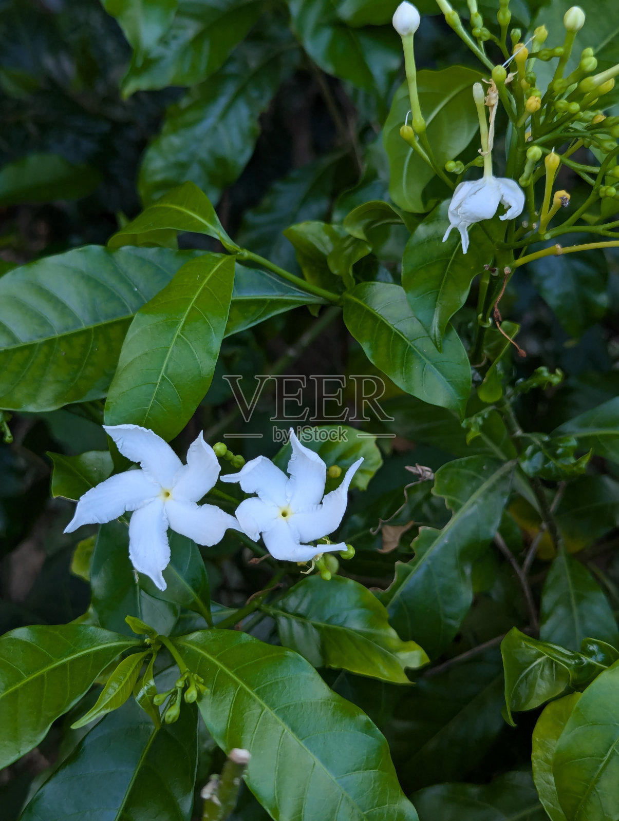 凤仙花，松轮花，茉莉花。照片摄影图片