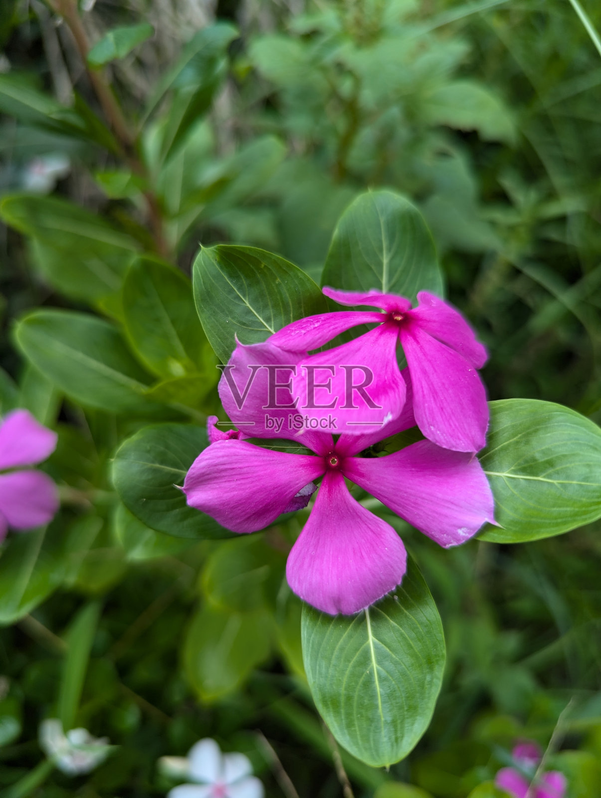 花楸属玫瑰，花型为sadabahar，粉红色花。照片摄影图片