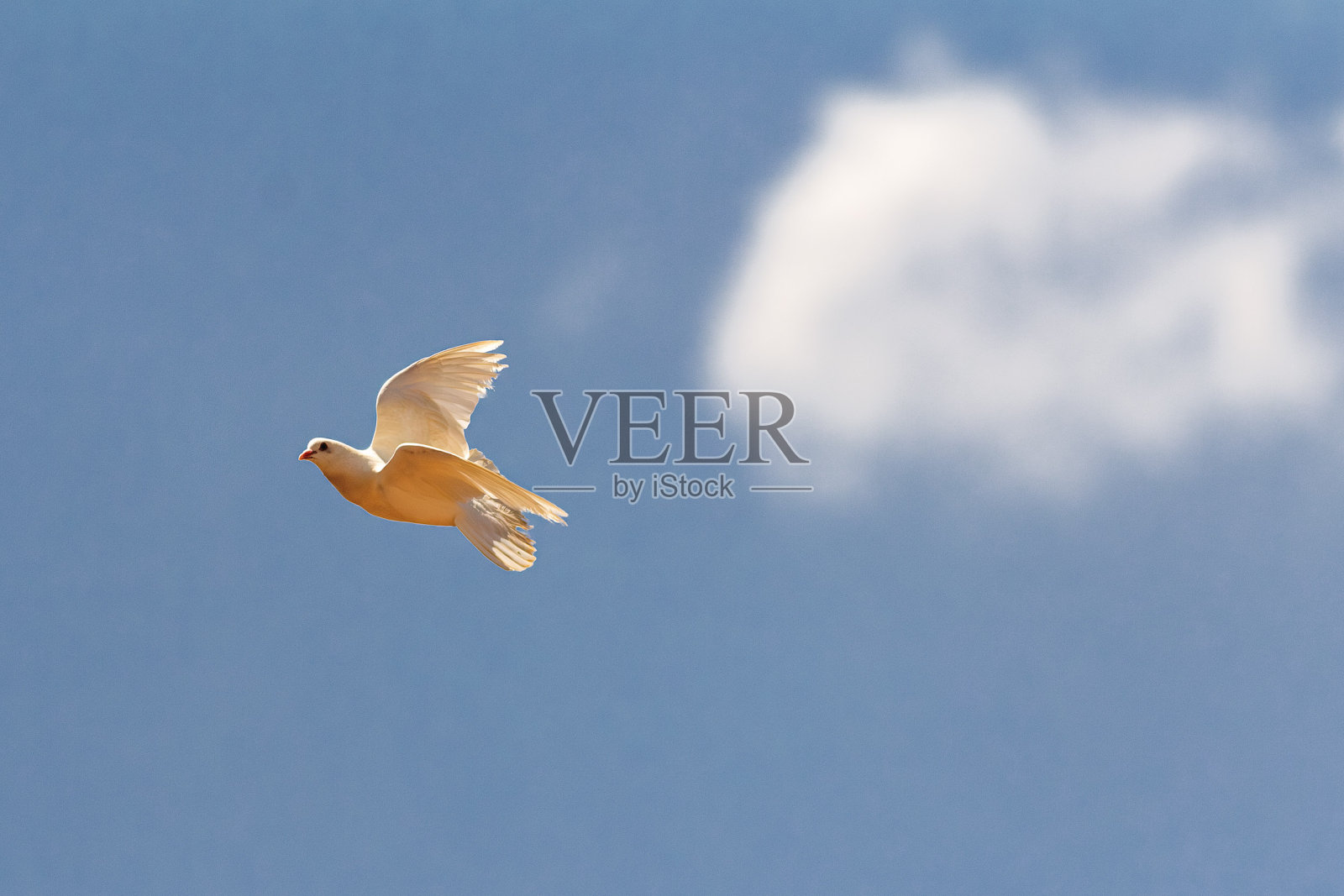 飞行照片摄影图片