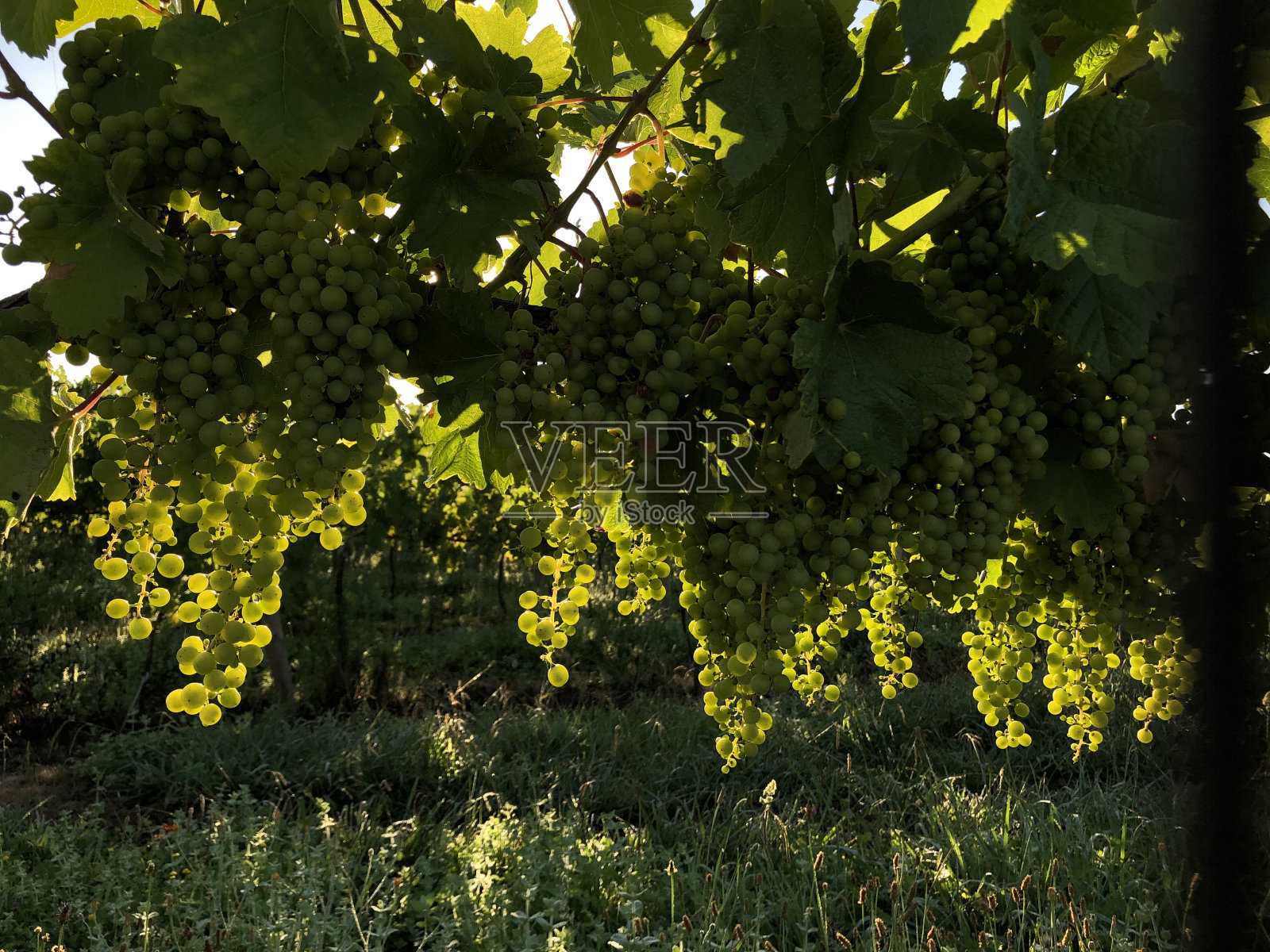 阳光下，葡萄藤挂在葡萄牙北部上米尼奥的葡萄园里。照片摄影图片