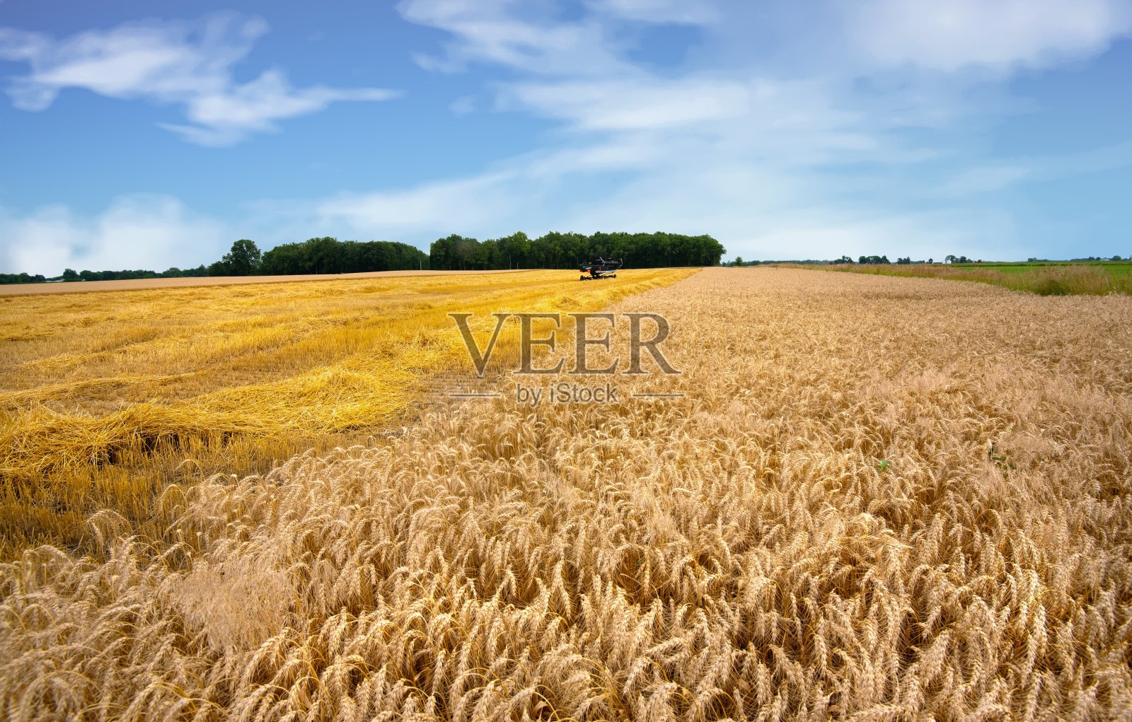 部分收割的麦田，印第安纳州蒂普顿县照片摄影图片