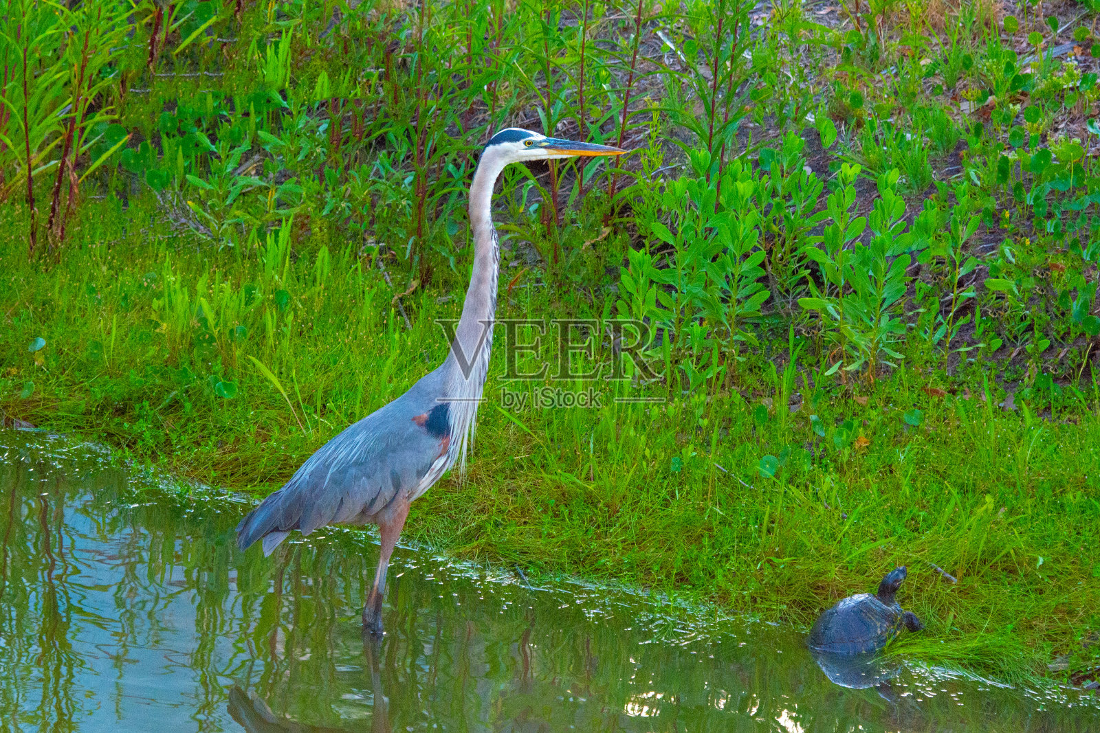 清晨的大蓝鹭——南卡罗来纳希尔顿黑德照片摄影图片