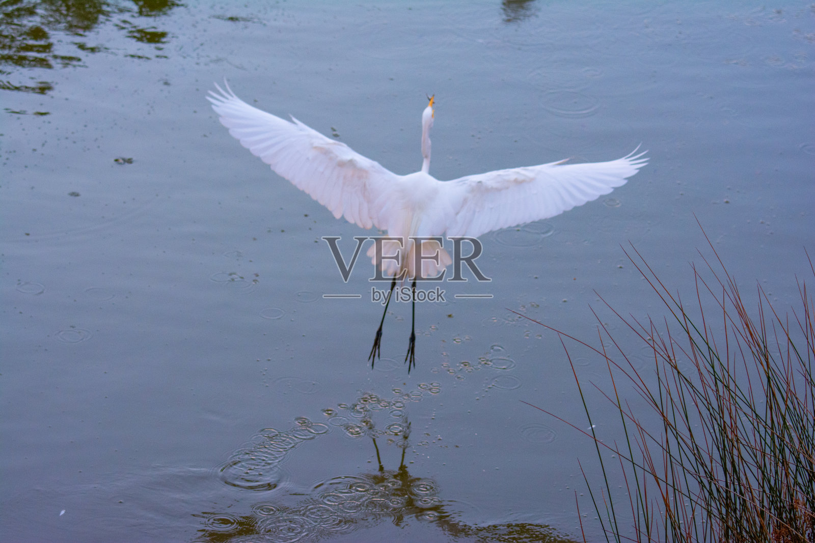 清晨的白鹭——南卡罗来纳希尔顿黑德照片摄影图片