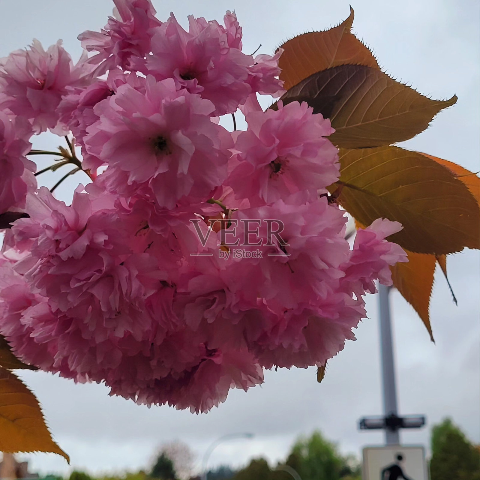 春天照片摄影图片