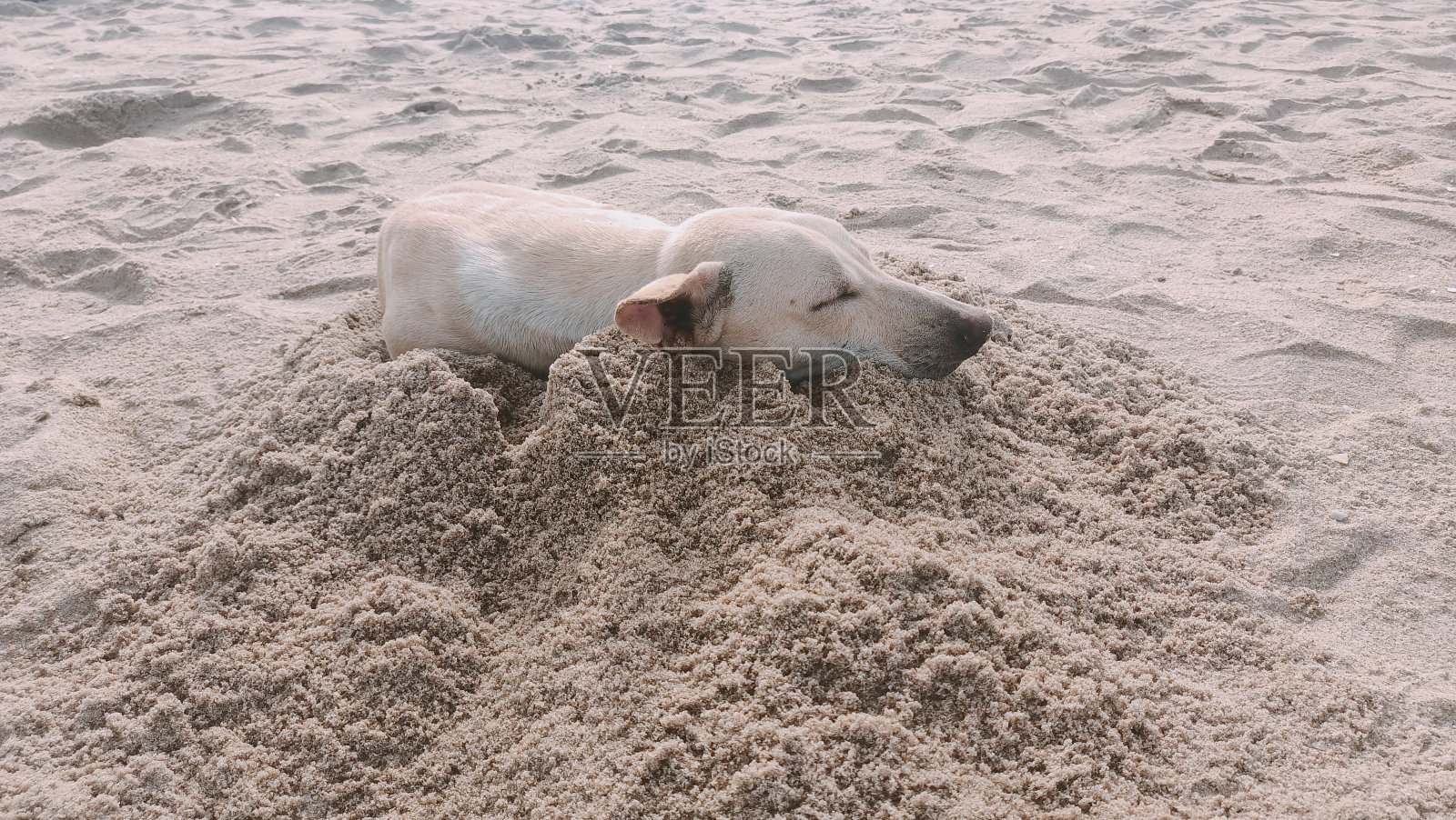 狗睡海滩照片摄影图片