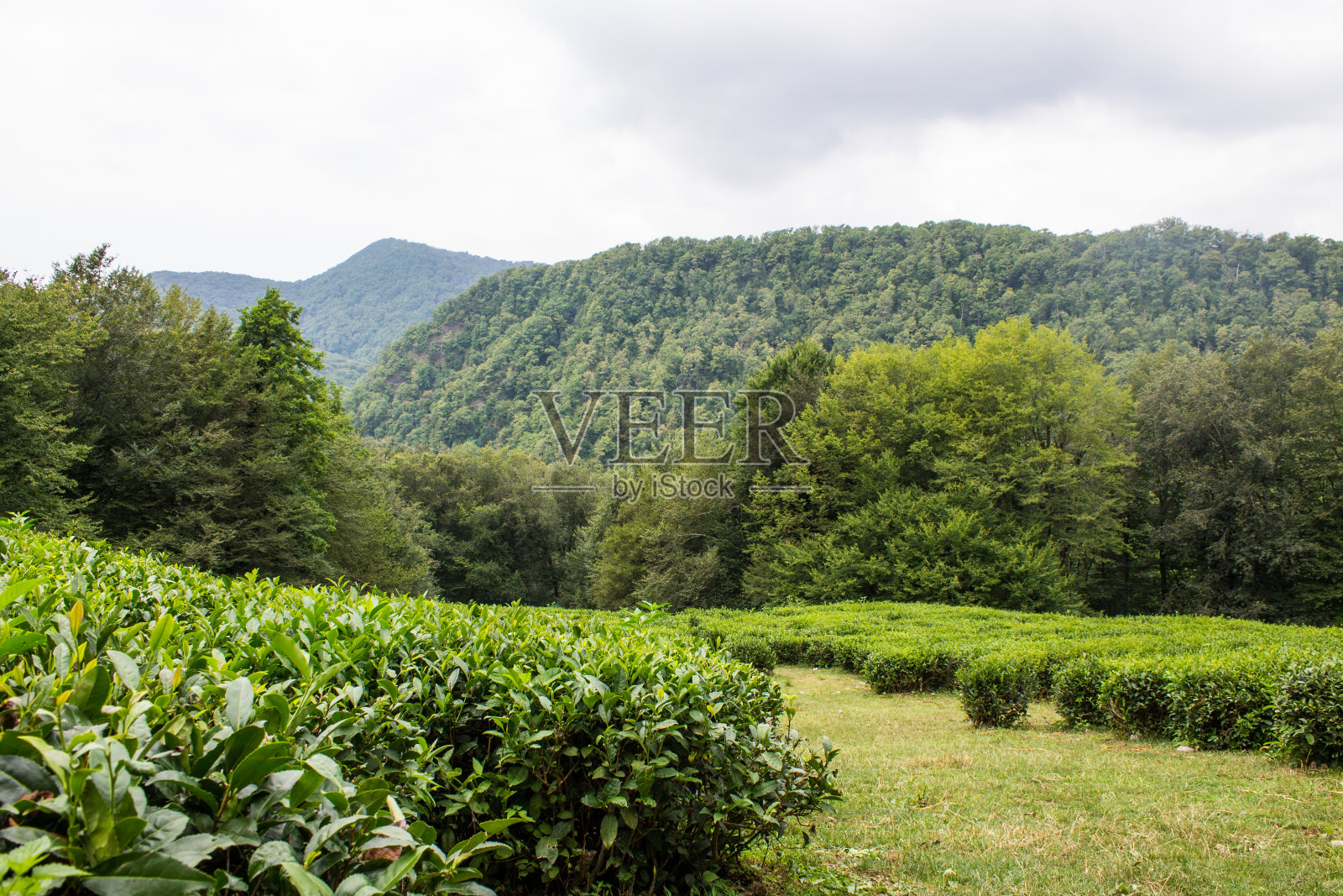 索契的茶园里有一排排整齐的绿色灌木，叶子茂盛照片摄影图片