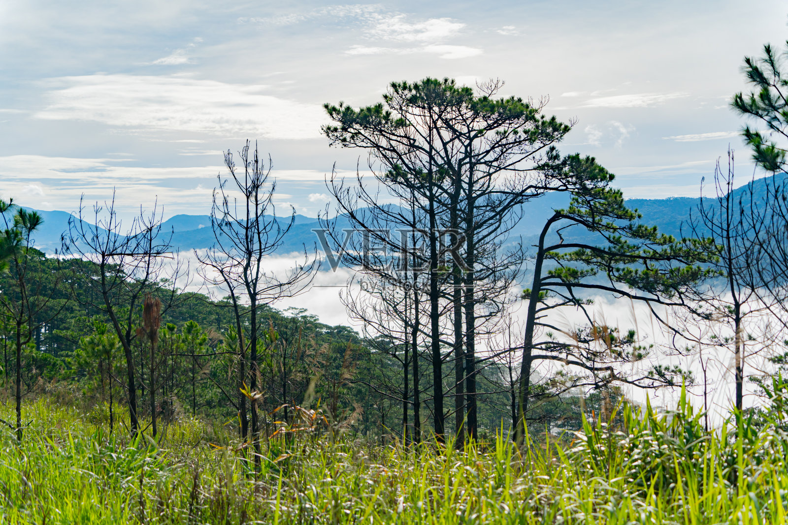 晨雾中的针叶树。照片摄影图片