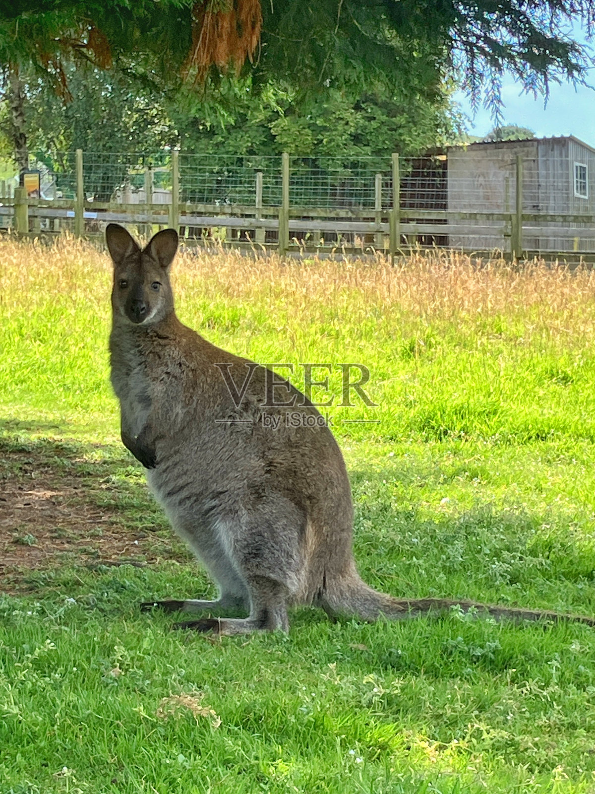 苏格兰西南部的奇异荒野照片摄影图片