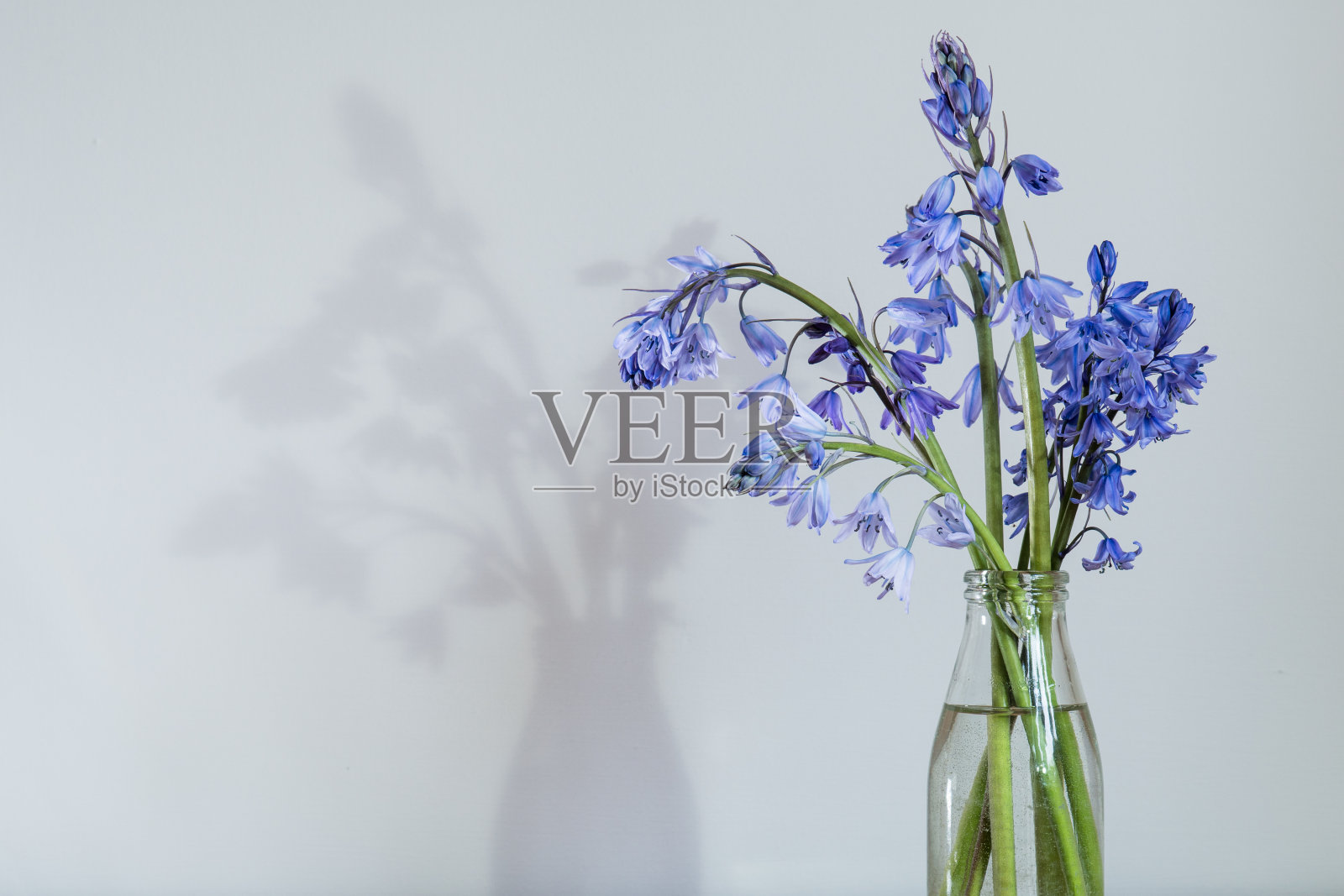 花瓶里紫色花朵的特写照片摄影图片