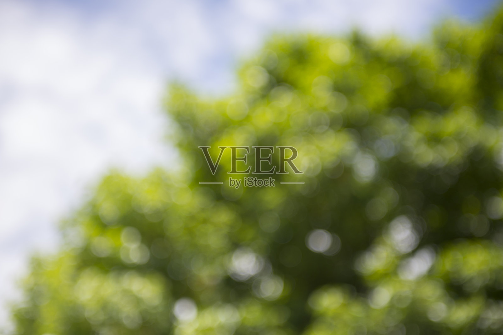 散焦图像的树照片摄影图片