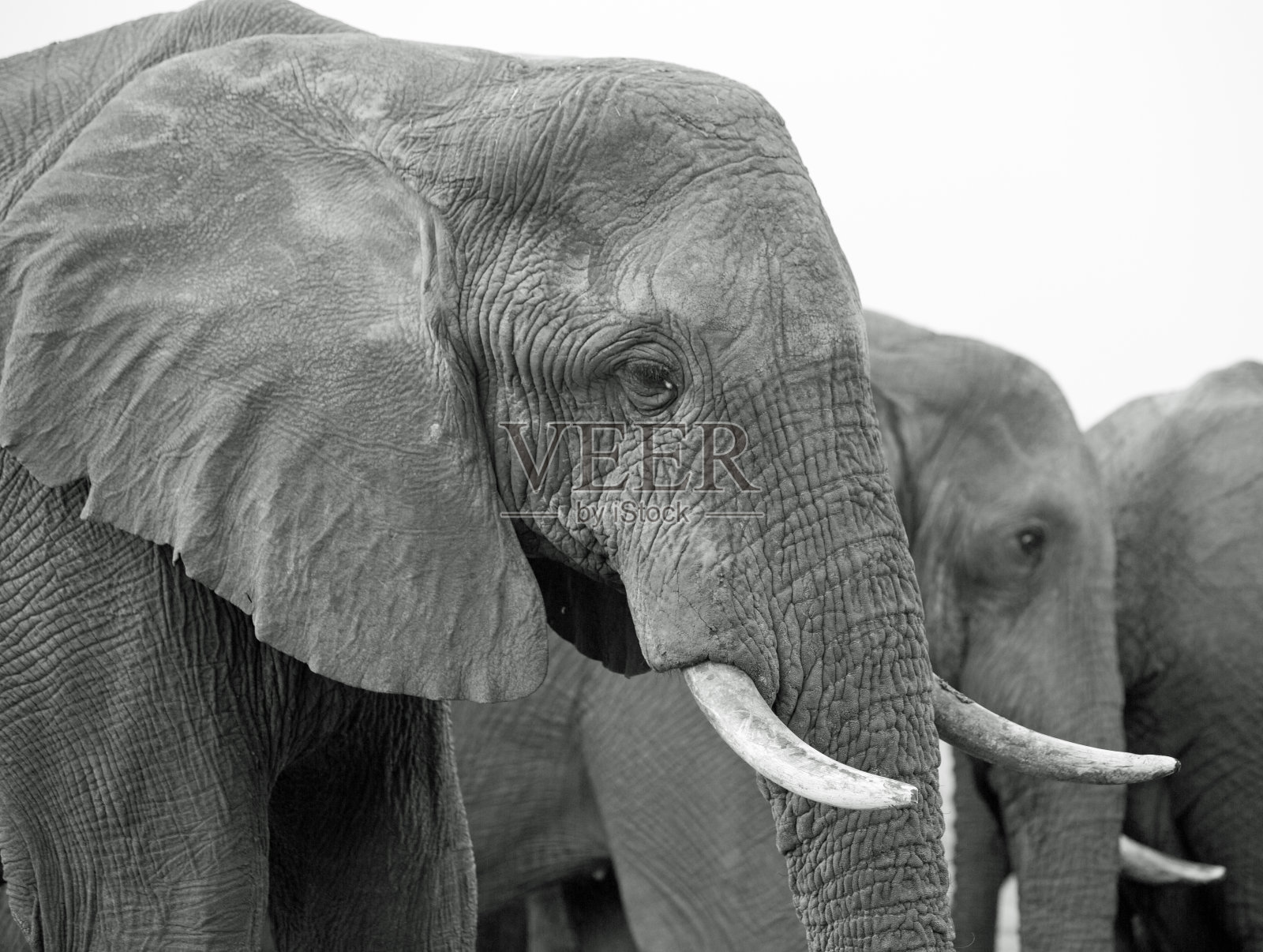 万基国家公园的非洲象照片摄影图片