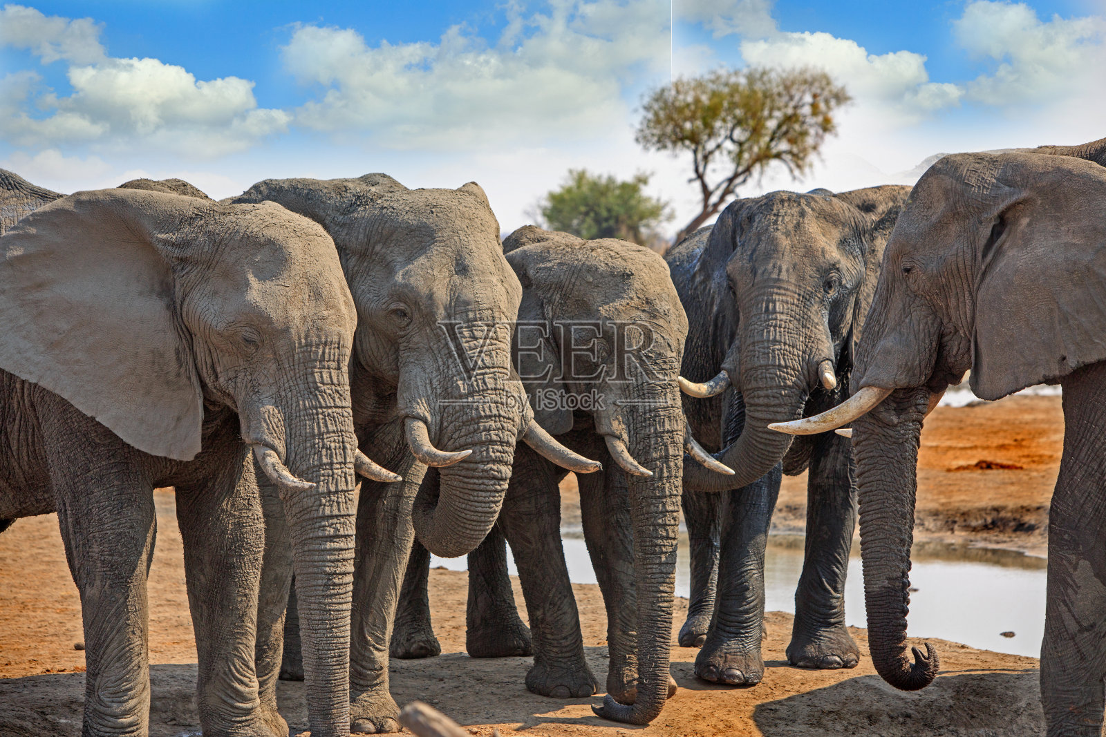 大象对着天空照片摄影图片