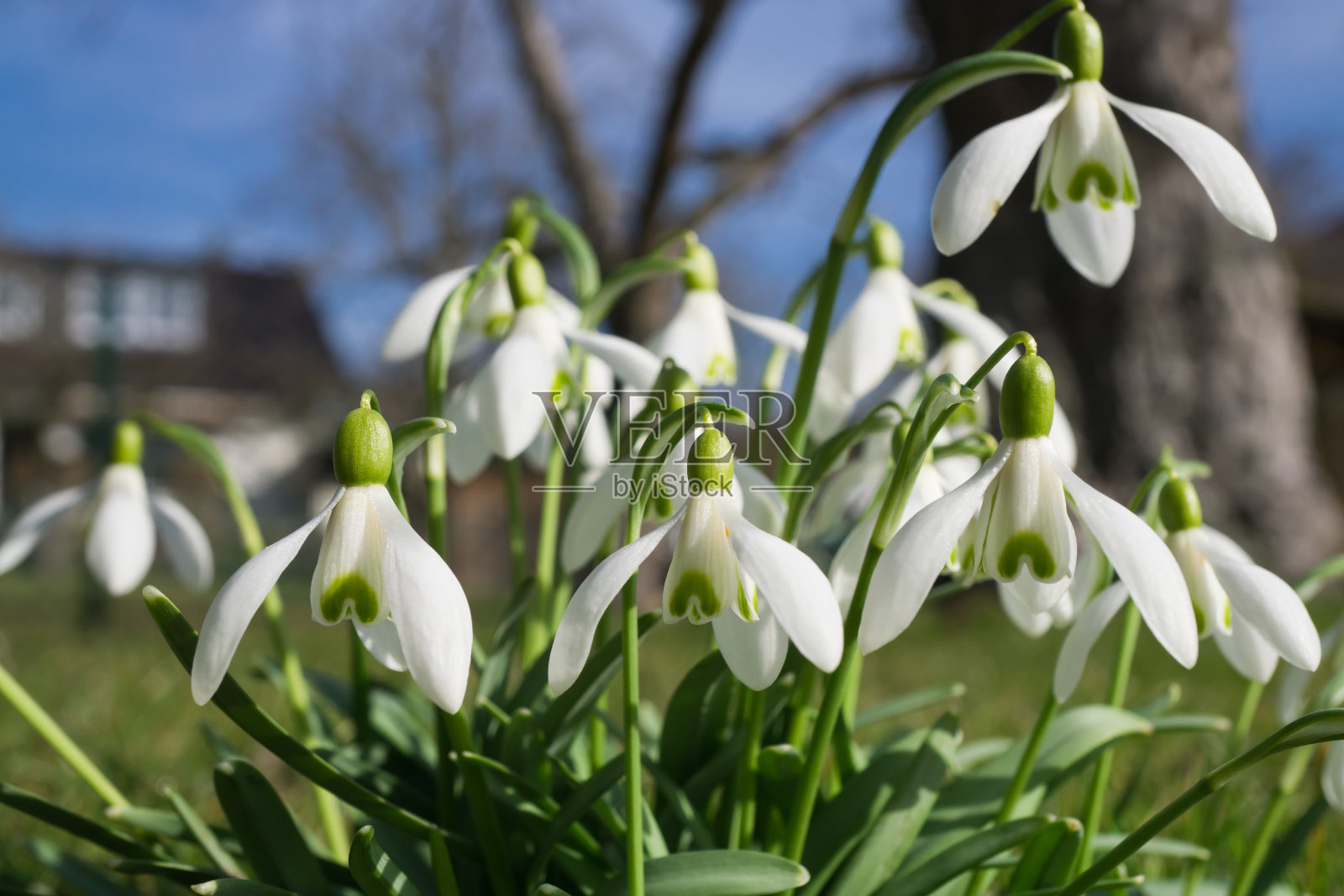 户外白花盛开的特写照片摄影图片
