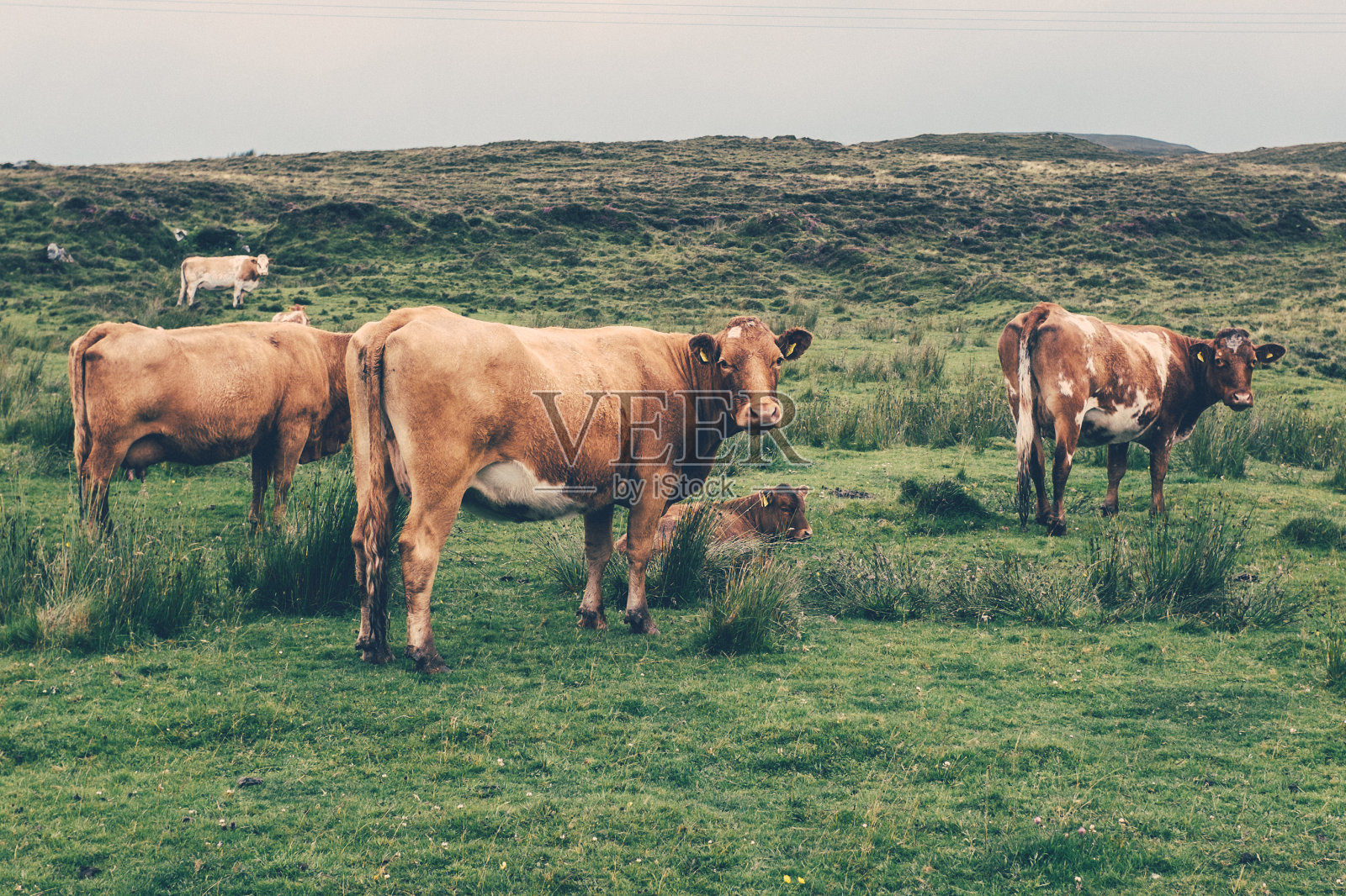 奶牛站在背对天空的田野上照片摄影图片