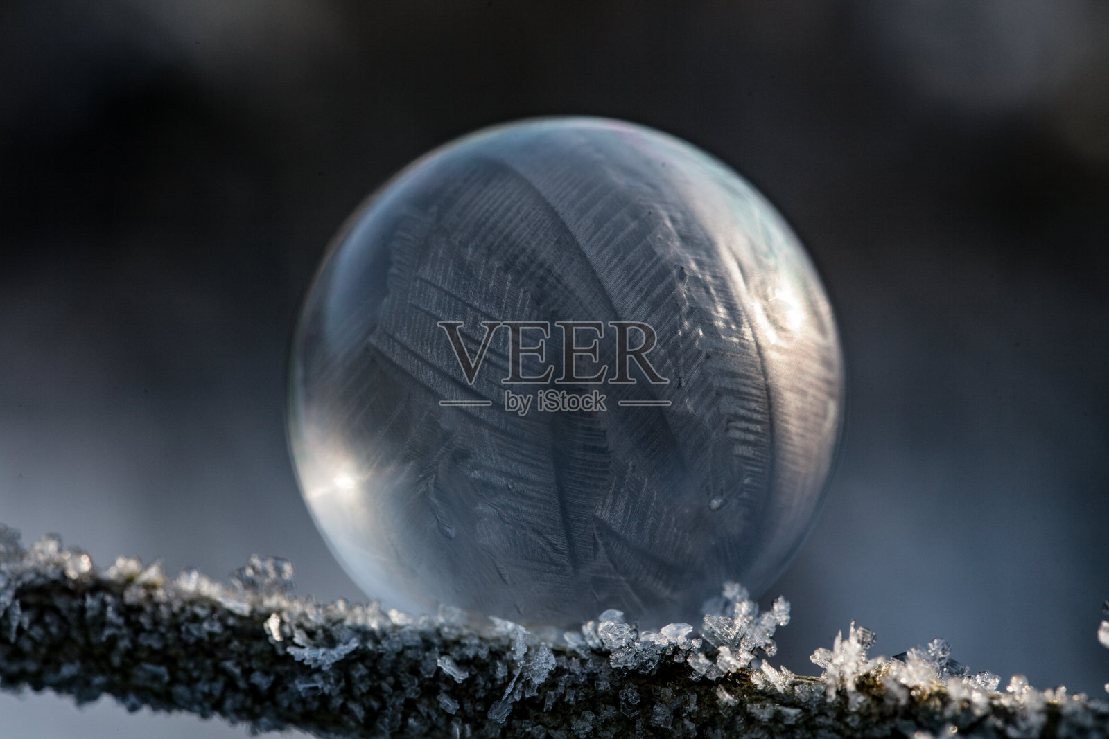 植物上的冰冻气泡特写照片摄影图片