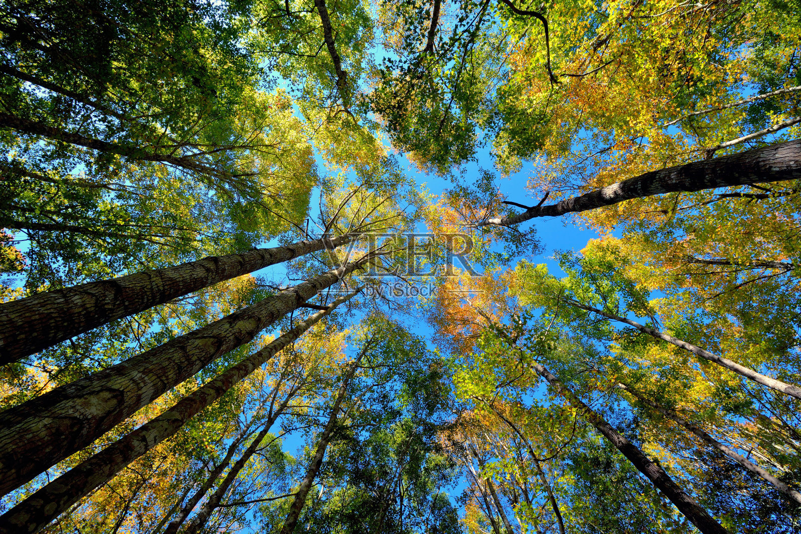 秋季森林树木的低角度视角照片摄影图片