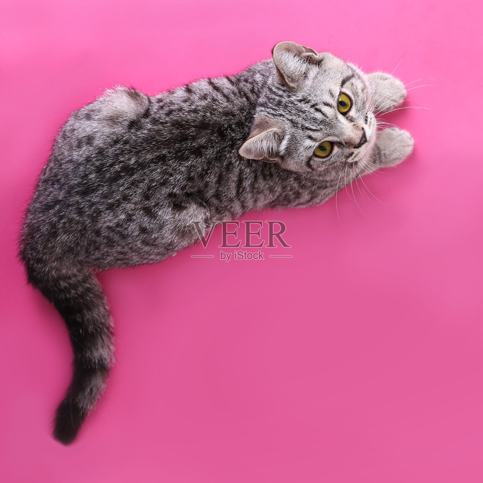 猫的特写肖像照片摄影图片