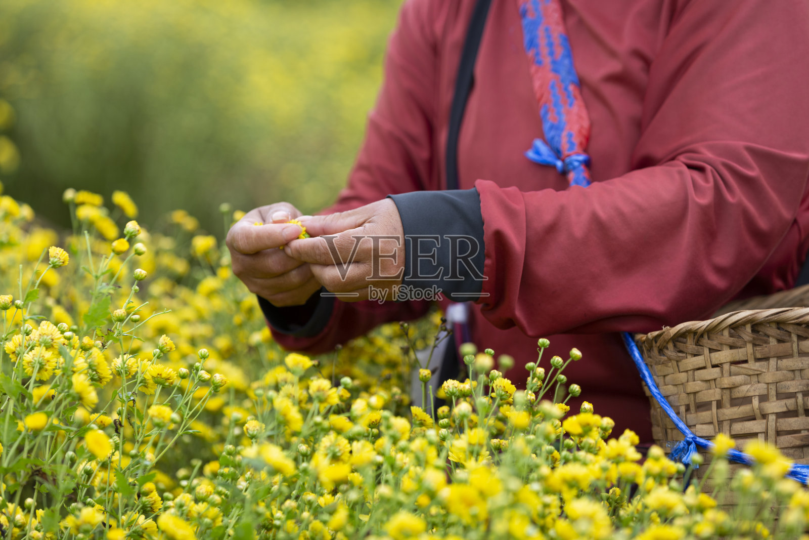 农夫在农场采摘黄花的中间部分照片摄影图片
