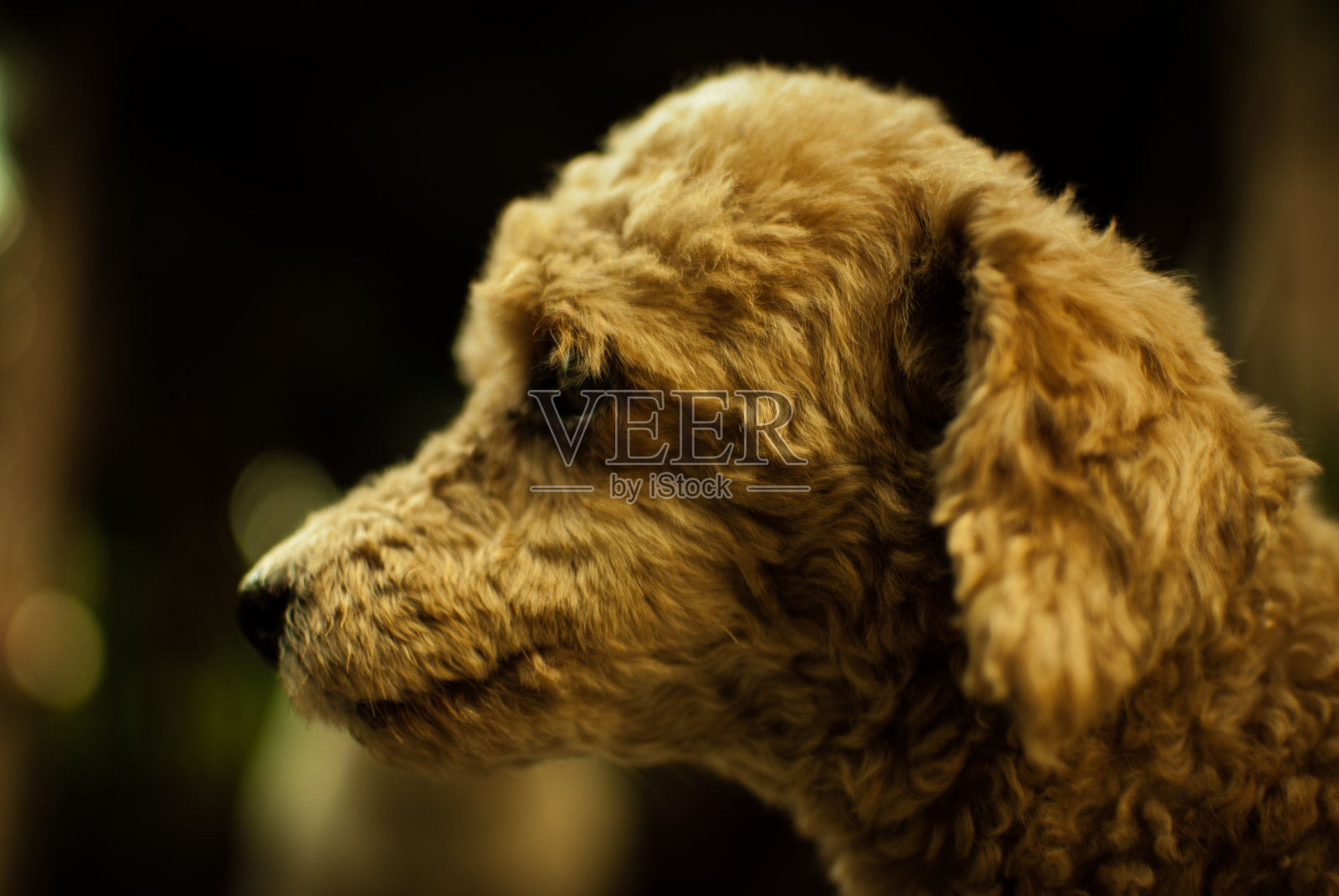 金毛贵宾犬特写照片摄影图片