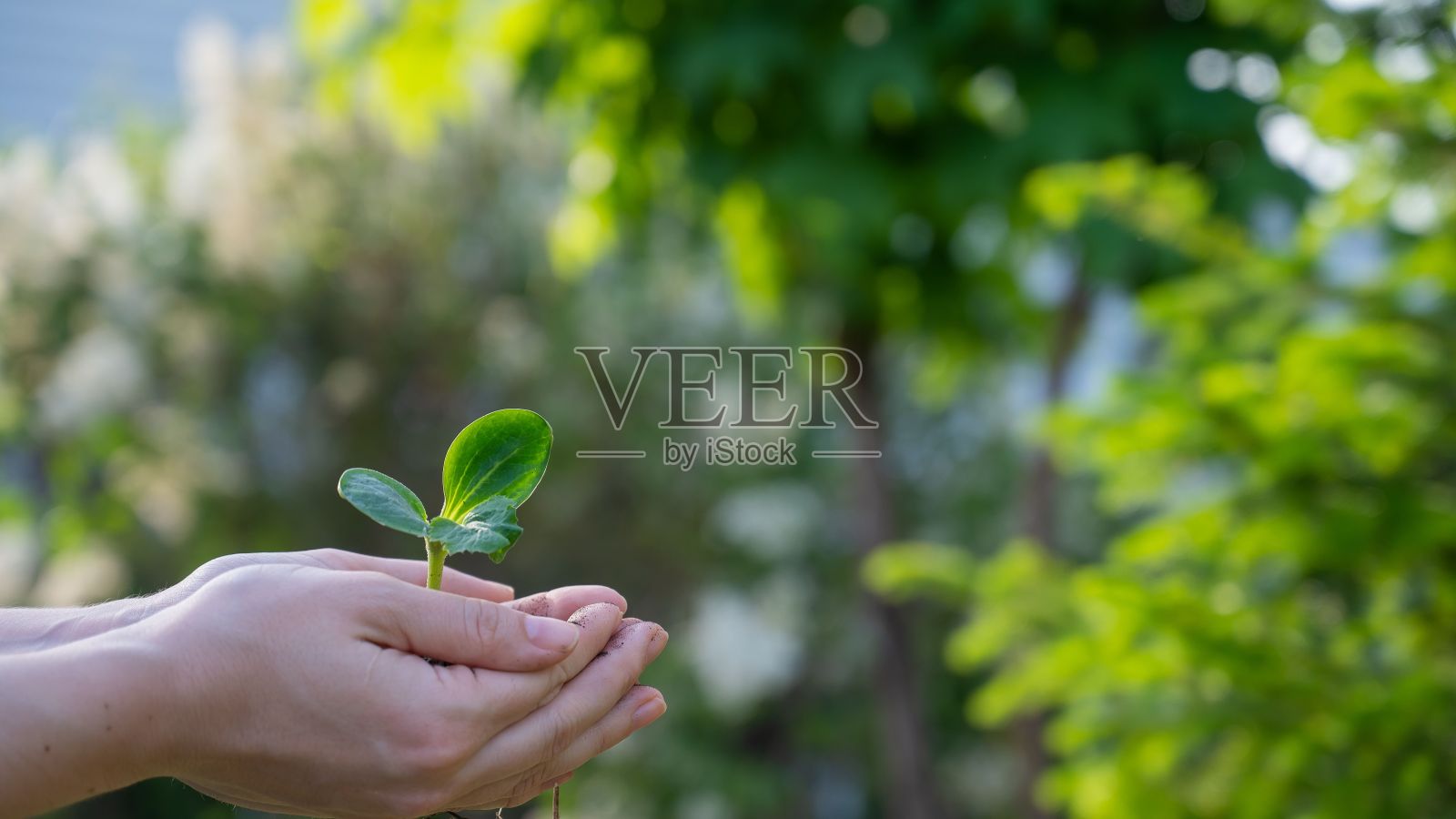 一位妇女在户外手里拿着一颗嫩芽。照片摄影图片