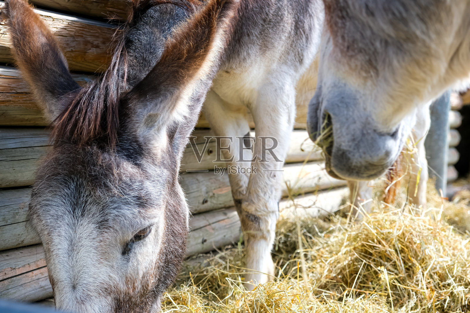 驴照片摄影图片