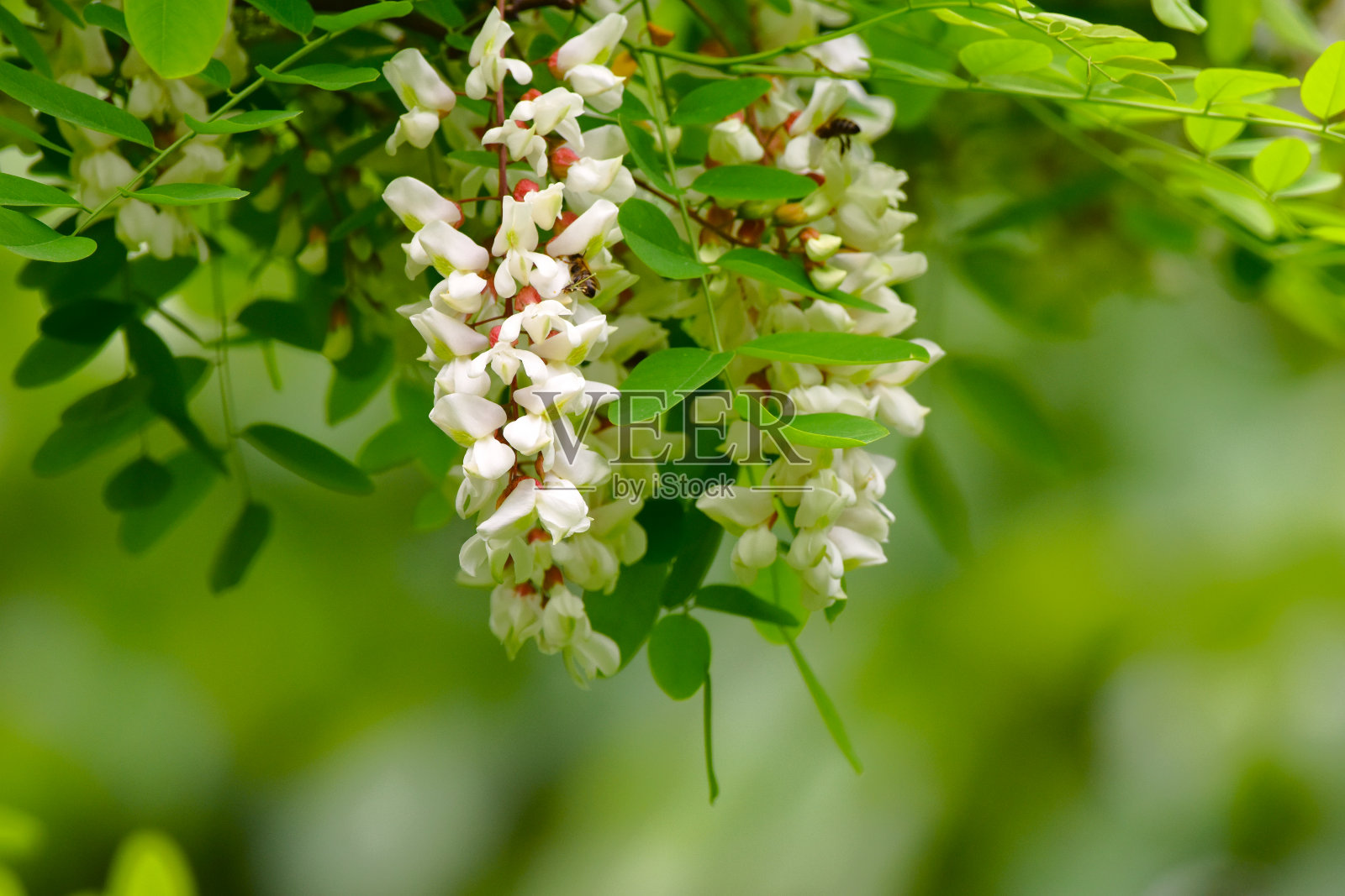 白色的金合欢枝花。可食用的刺槐树花照片摄影图片