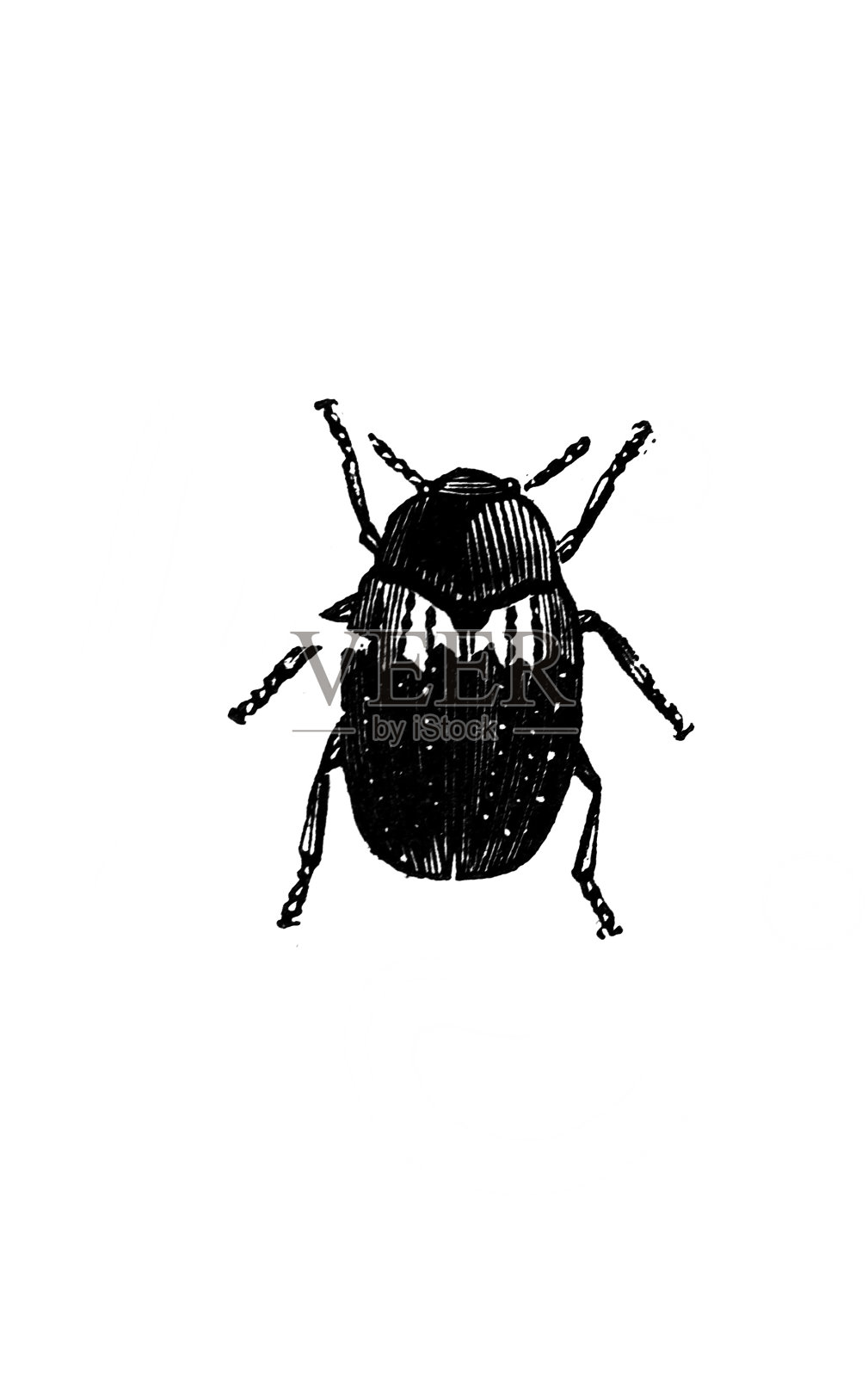 《自然史》一书中有腿的小甲虫，1847年，巴黎插画图片素材