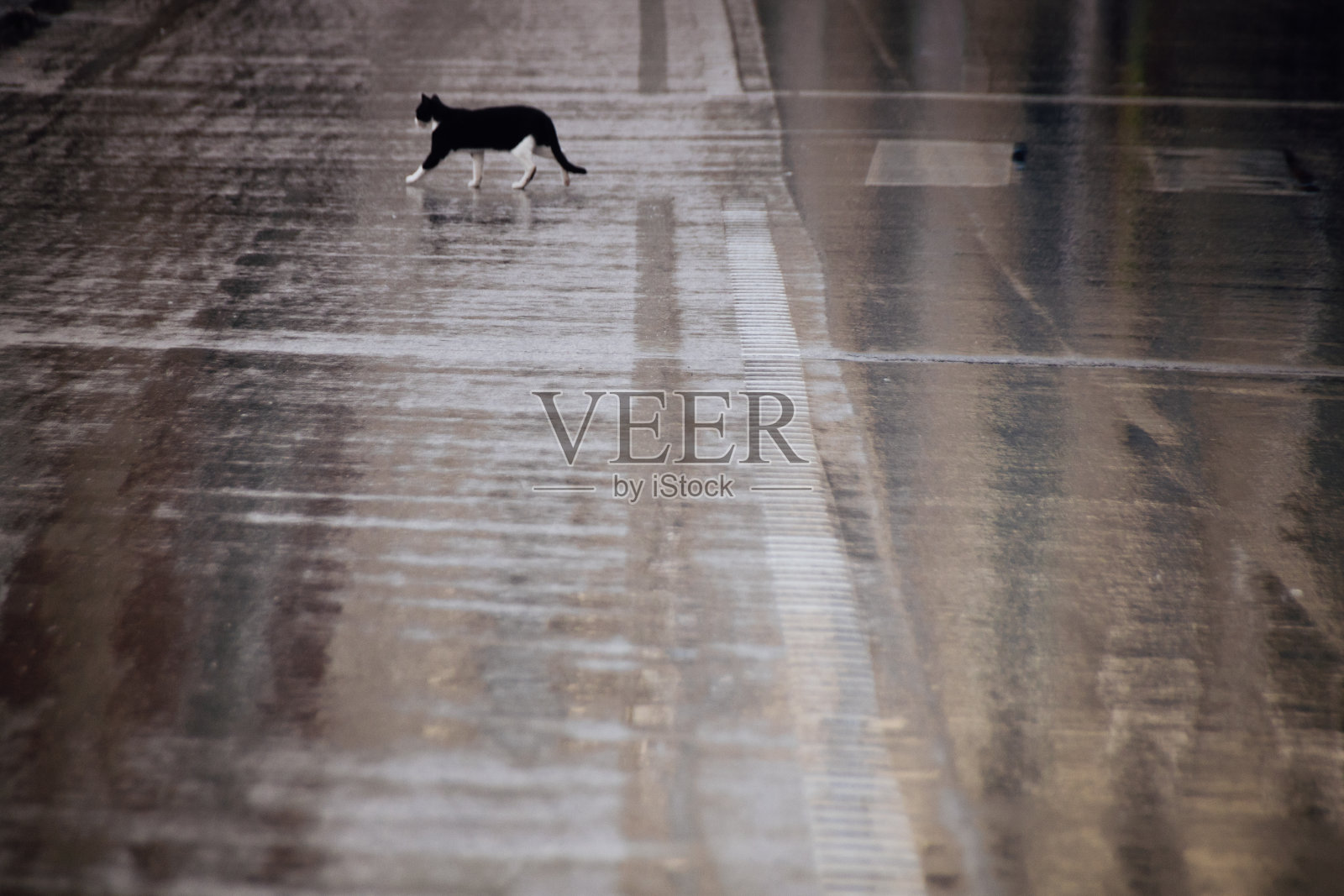 猫在湿地板上跑照片摄影图片