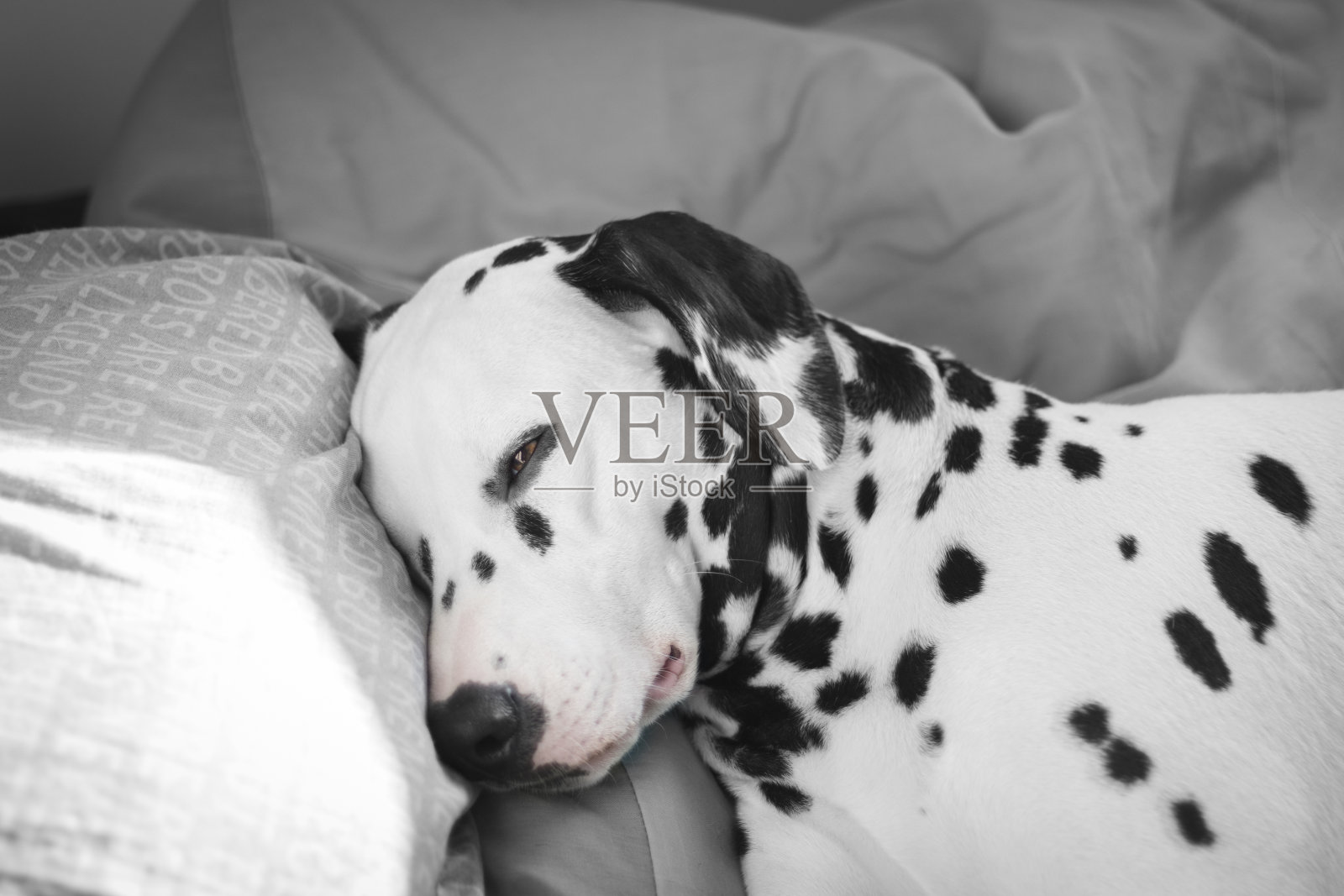 达尔马提亚狗在家里床上的特写照片摄影图片