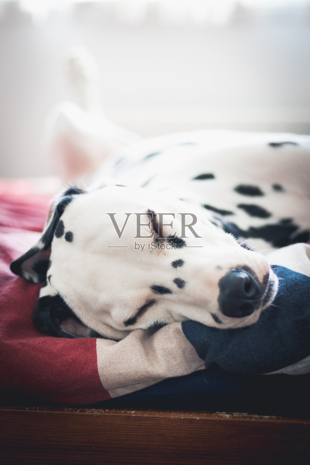 狗在家里睡觉的特写照片摄影图片