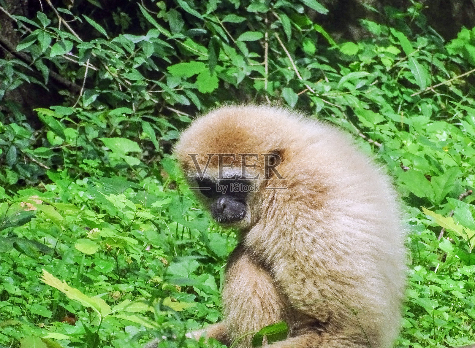 在夏天的绿叶中，长臂猿照片摄影图片