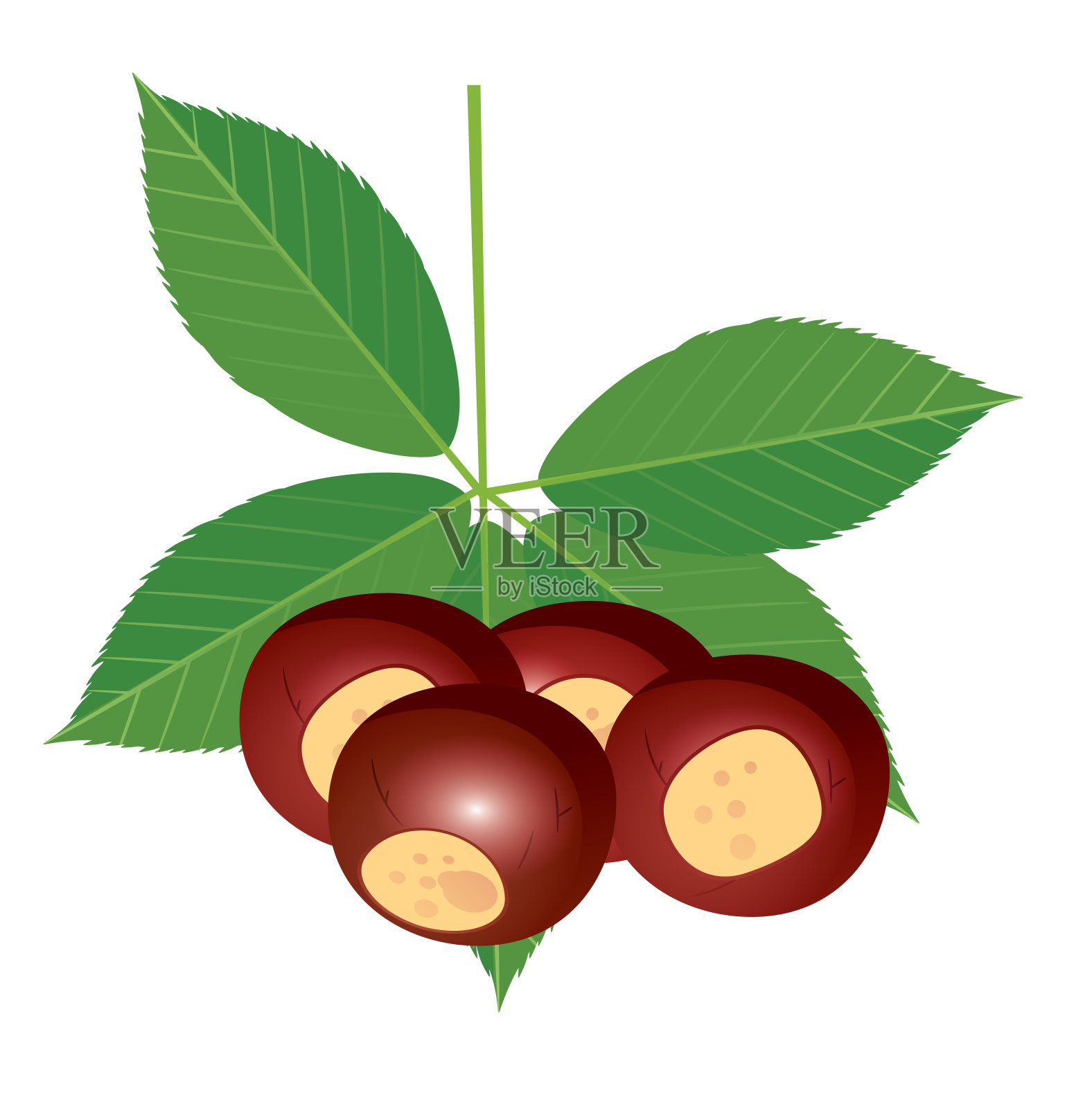 俄亥俄七叶树插画图片素材