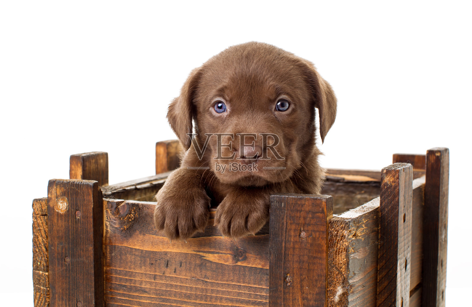 可爱的小狗的特写肖像在木箱对白色背景照片摄影图片